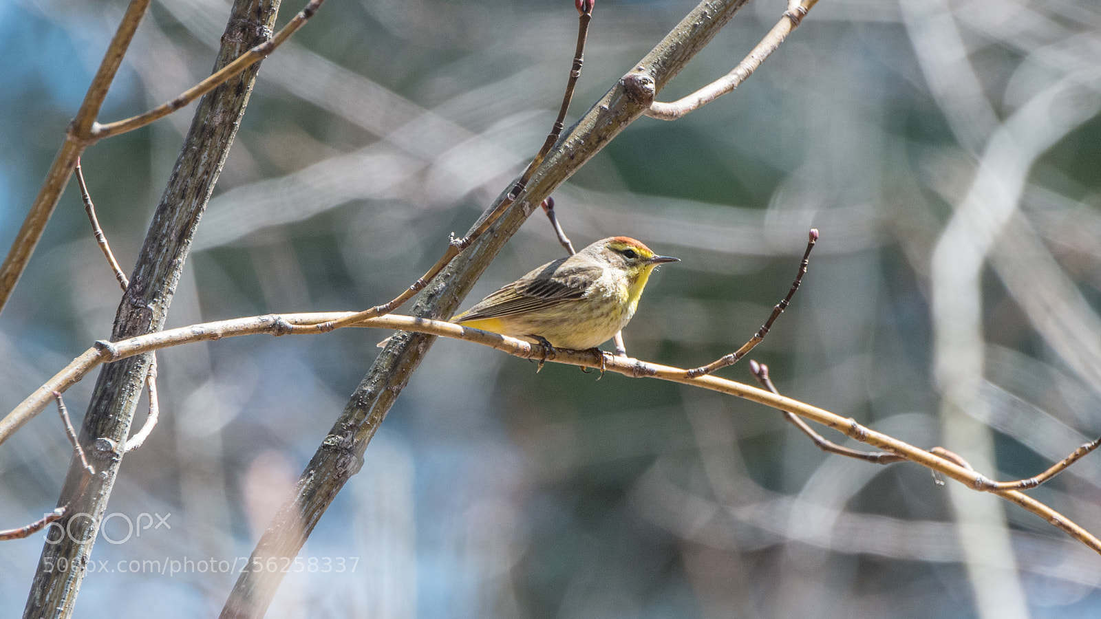 Nikon D500 sample photo. Palm warbler photography