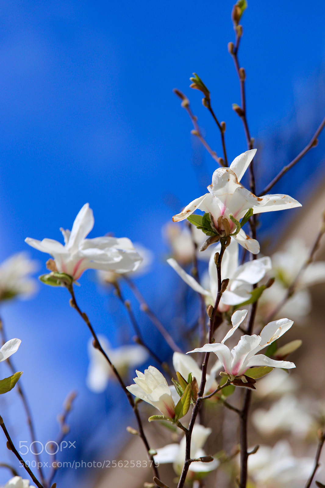Canon EOS 6D sample photo. Untitled photography