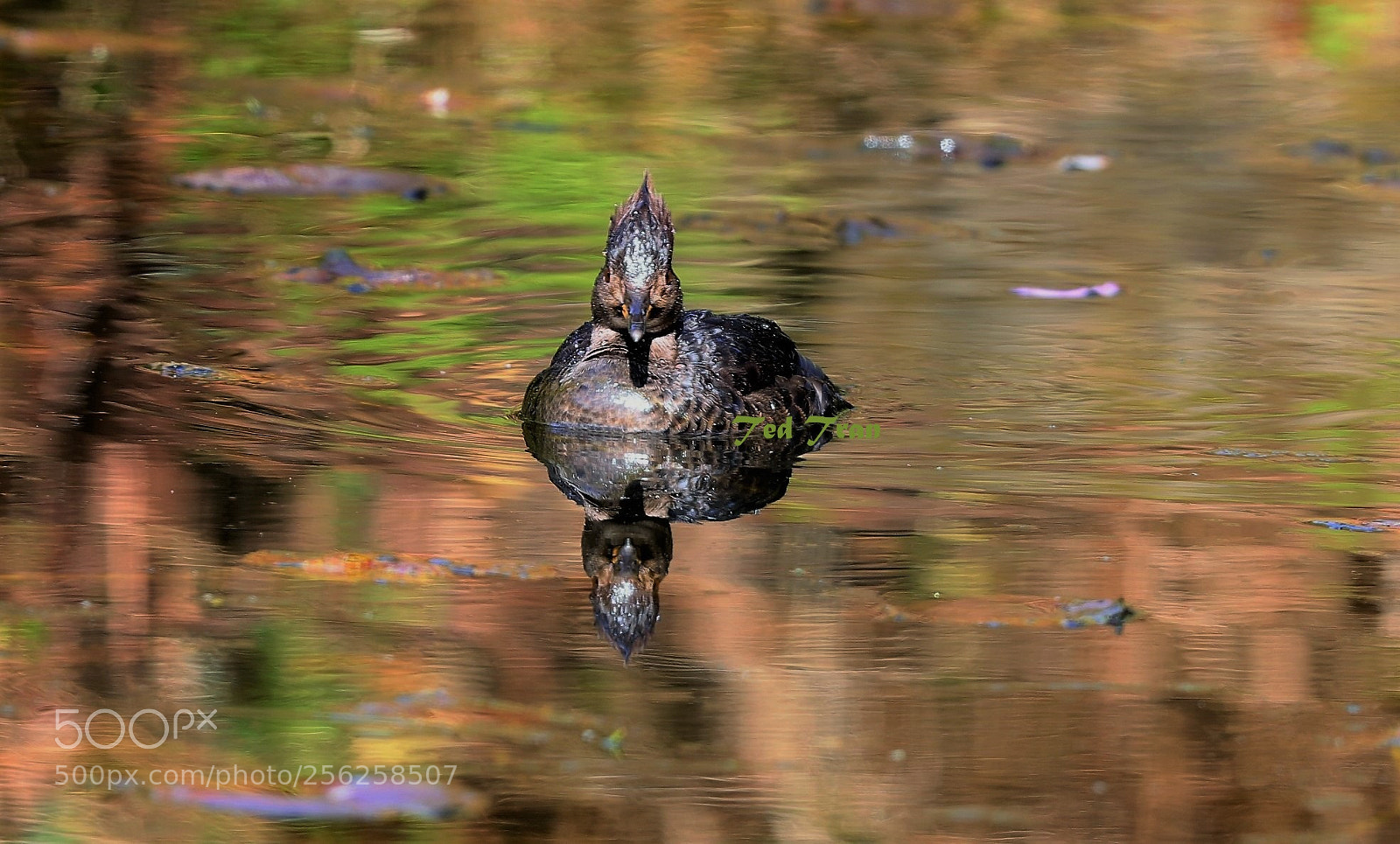 Canon EOS-1D X Mark II sample photo. Perfect reflection. photography