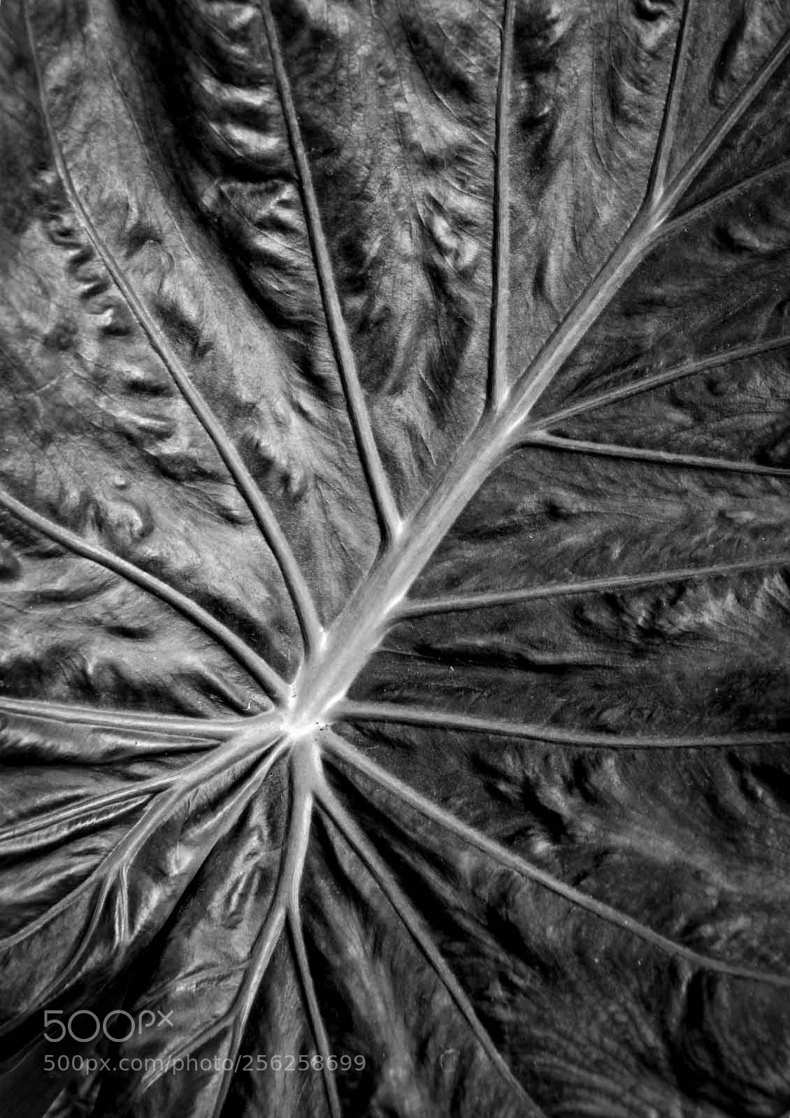 Sony a6000 sample photo. Leaf study in b photography