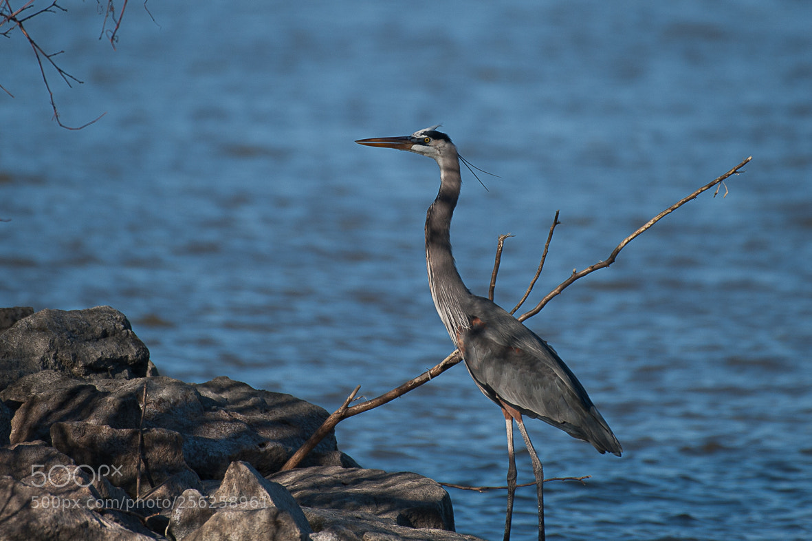 Nikon D700 sample photo. Heron photography