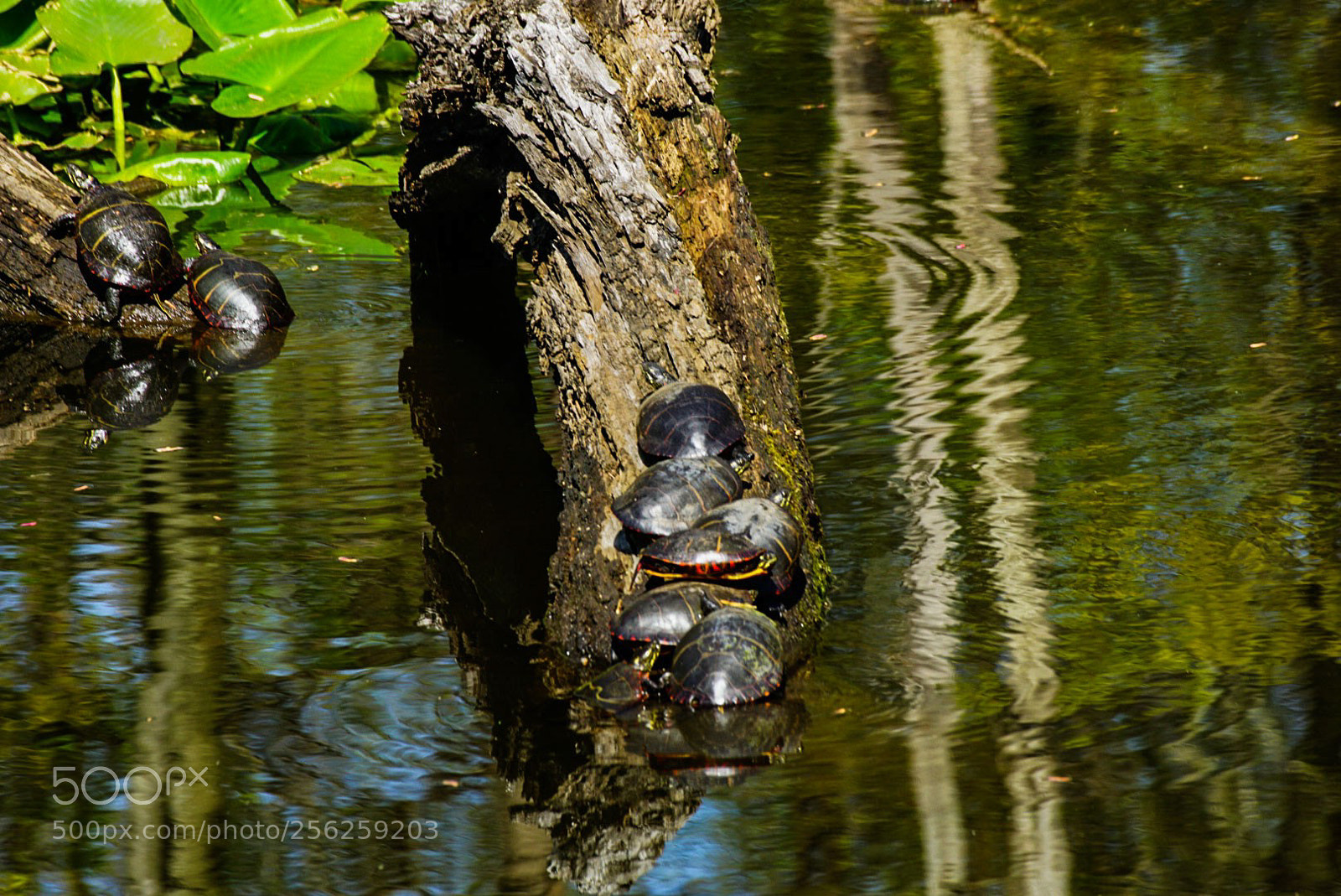 Sony a6000 sample photo. Gathering of turtles photography