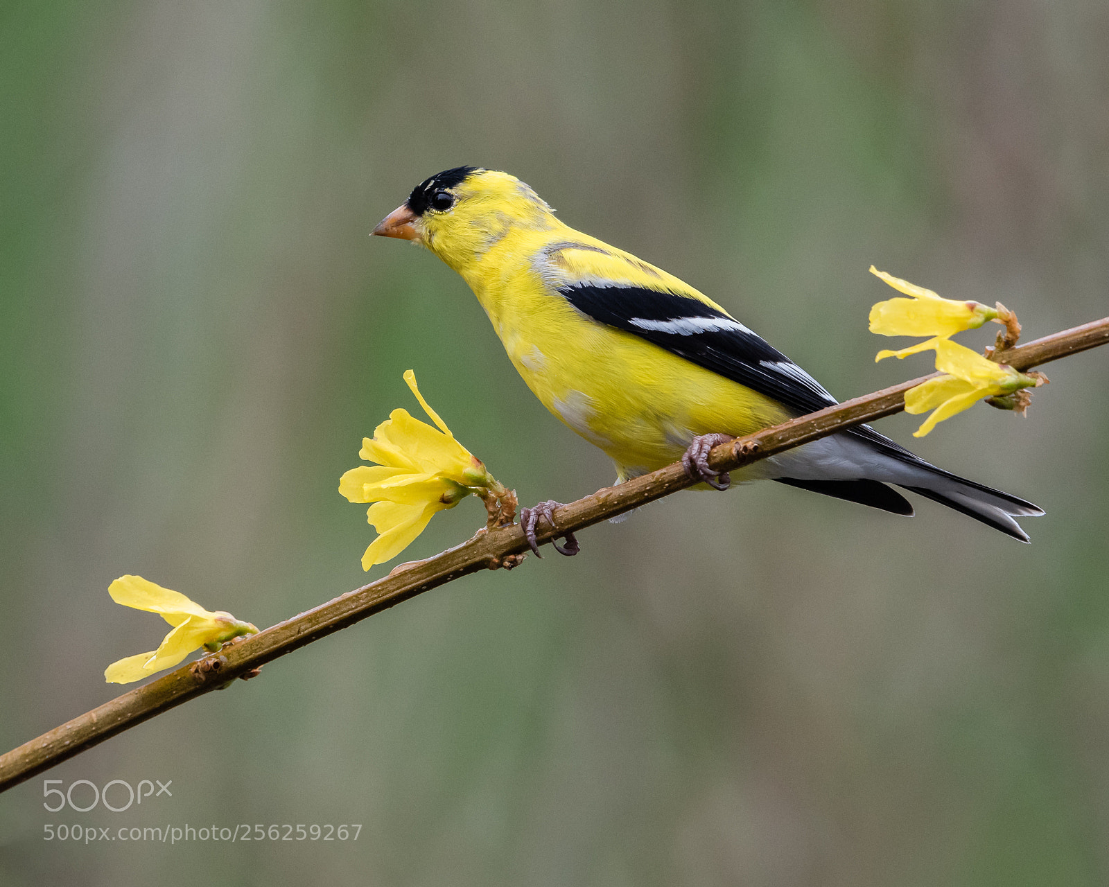 Nikon D810 sample photo. Yellows of spring photography