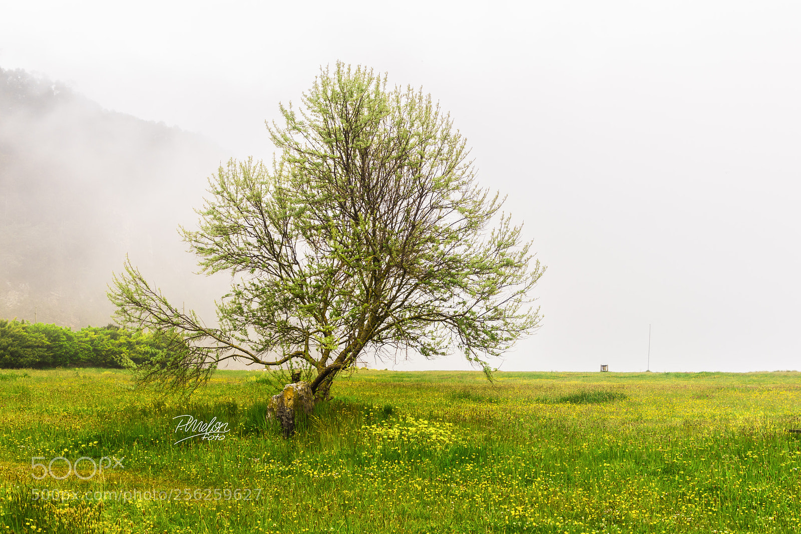 Sony SLT-A68 sample photo. Niebla photography