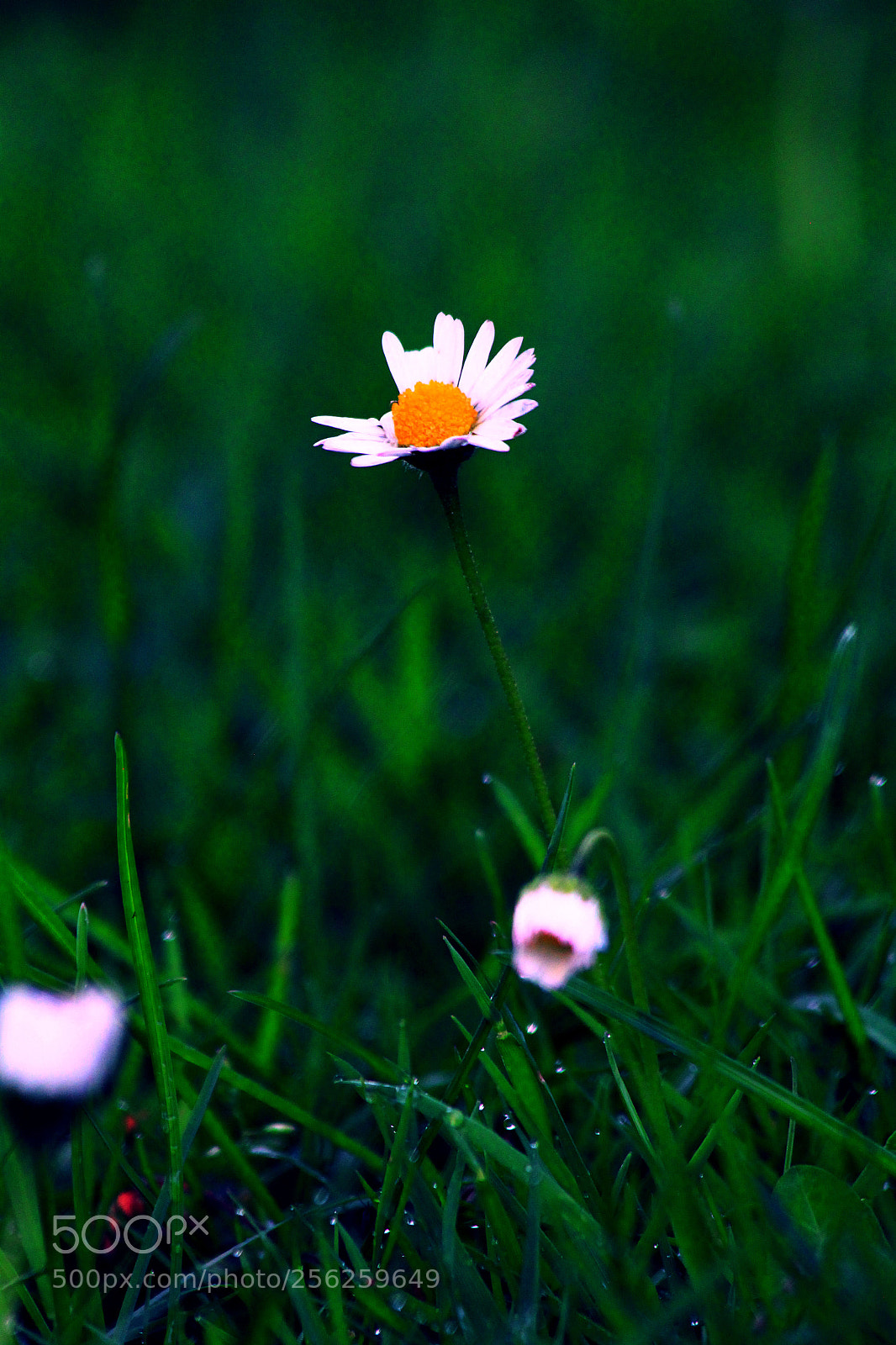 Canon EOS 60D sample photo. Untitled photography