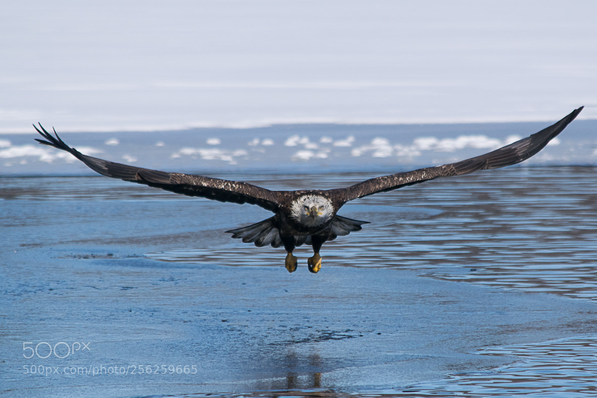 Nikon D3300 sample photo. Huge wingspan photography