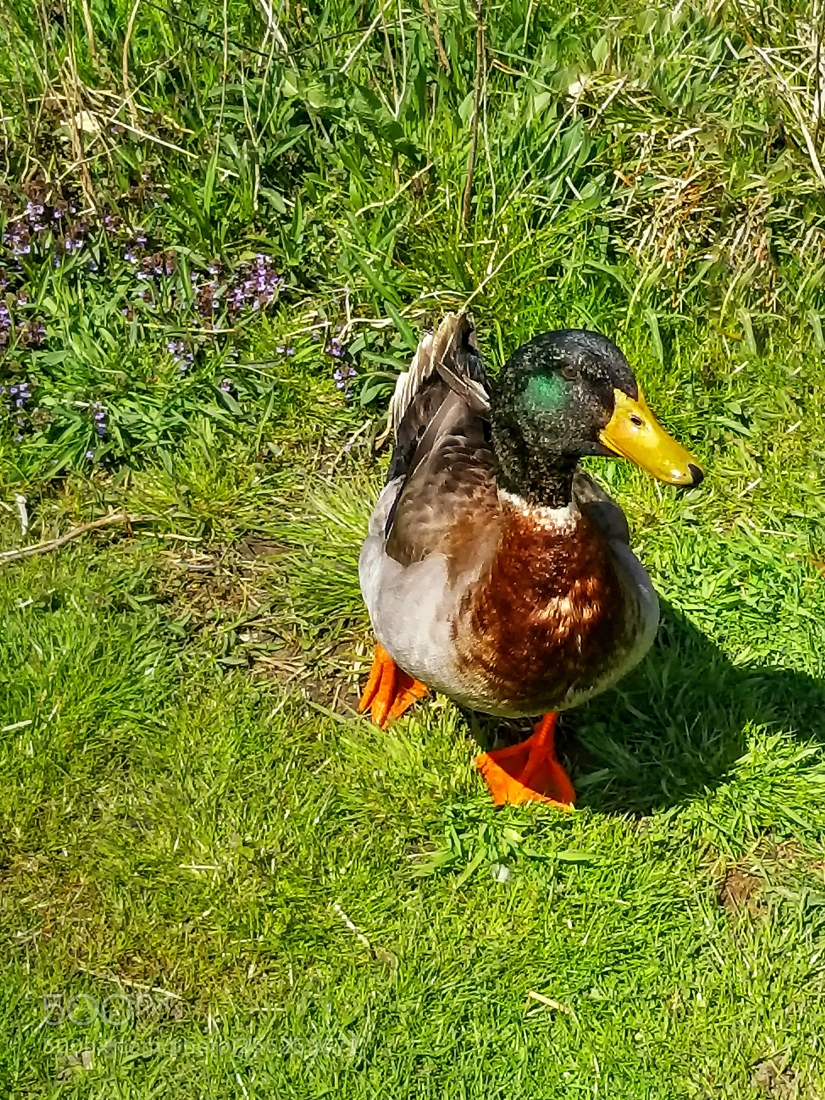 Samsung Galaxy S8+ sample photo. Colorful quacker photography