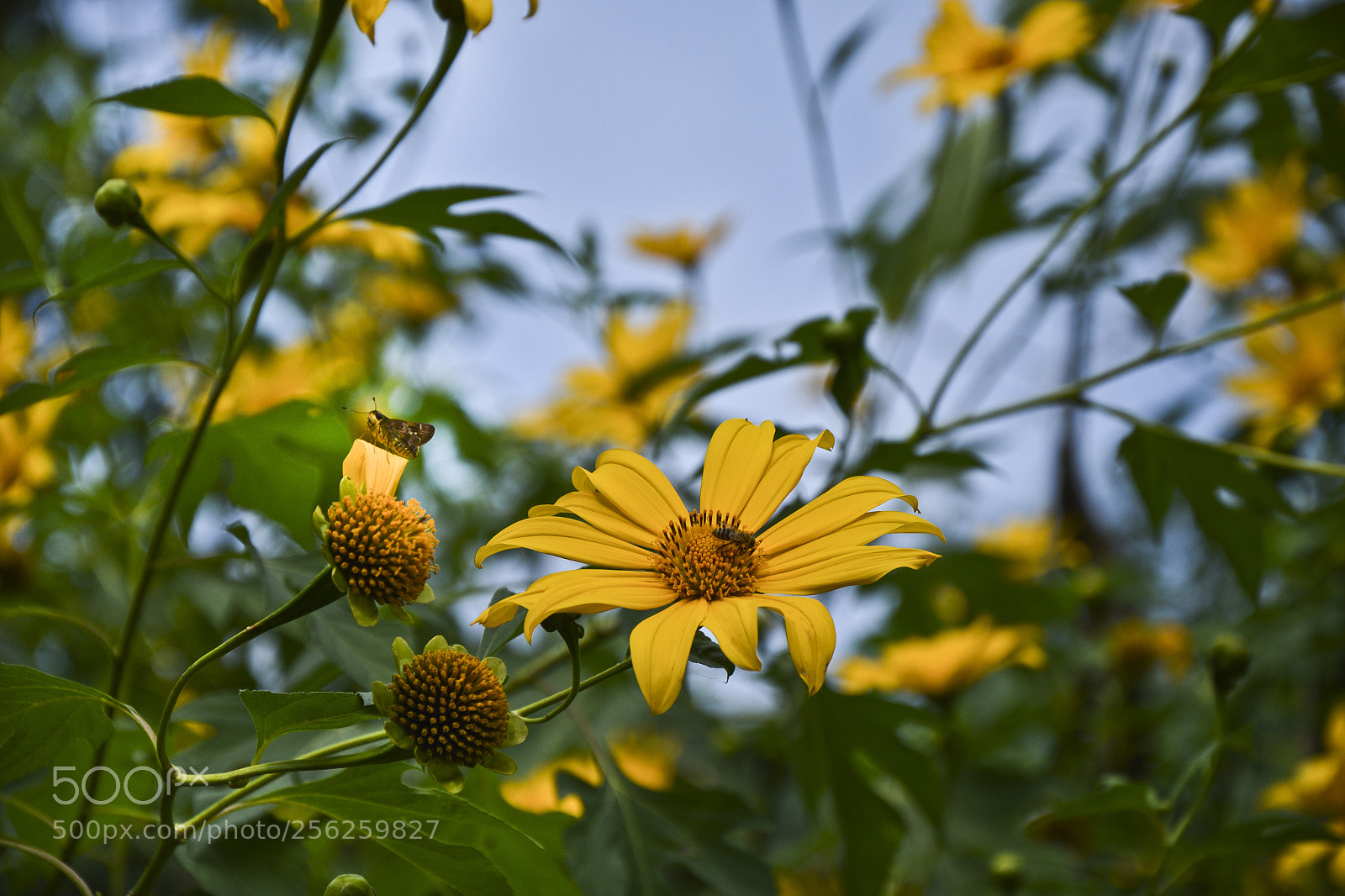 Nikon D5300 sample photo. Untitled photography