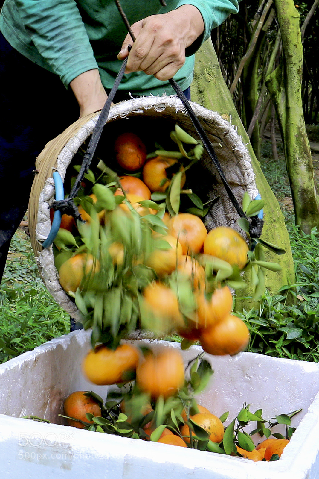 Canon EOS 70D sample photo. Harvesting mandarins photography