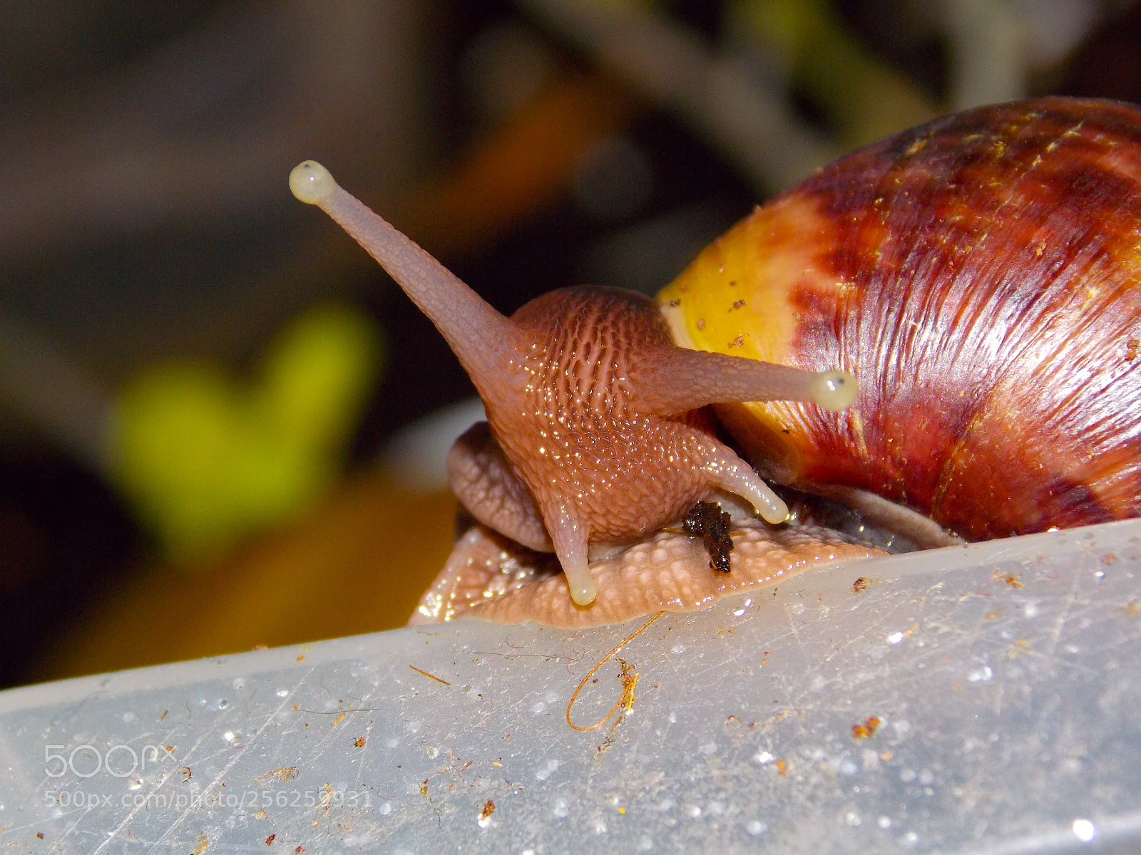 Nikon Coolpix L810 sample photo. Snail photography