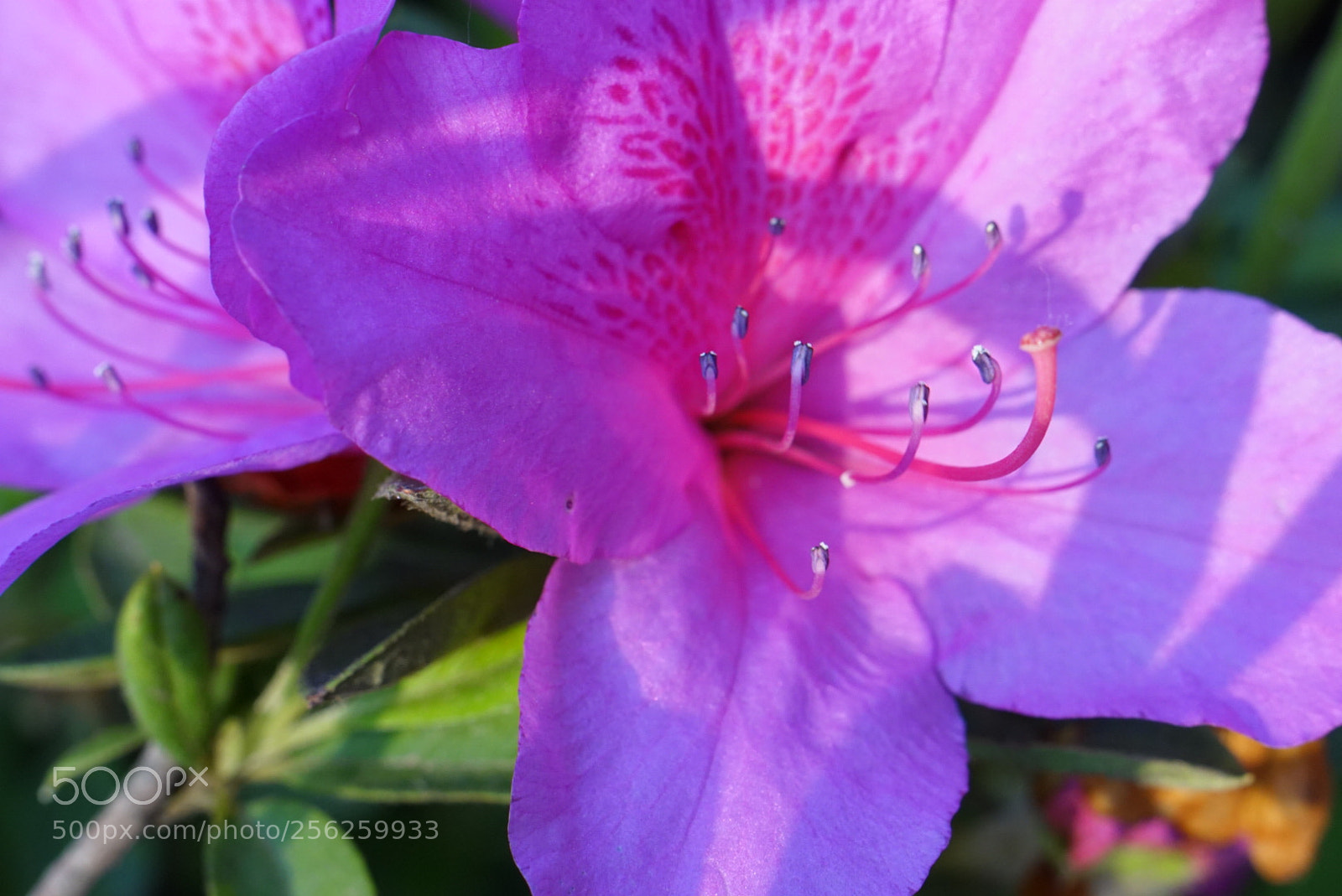 Sony a6000 sample photo. Flower photography
