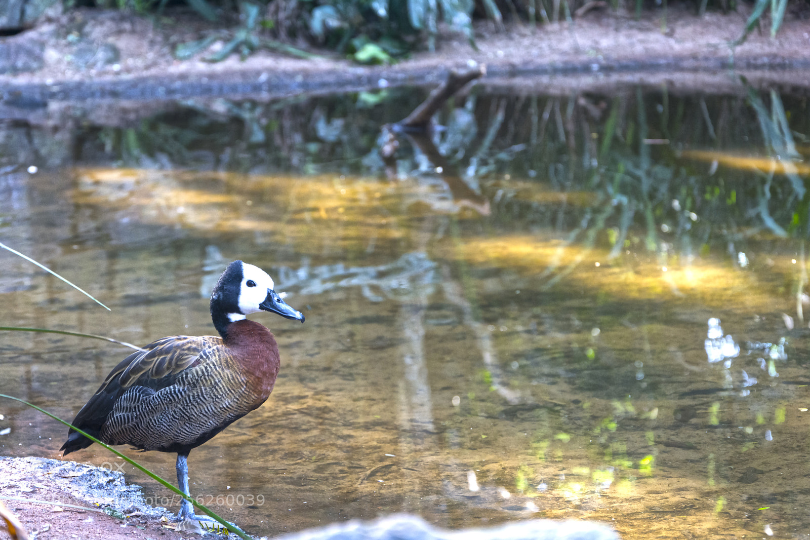 Nikon D7100 sample photo. Pato photography