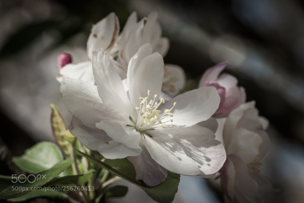 Canon EOS 70D sample photo. Light on the flower photography