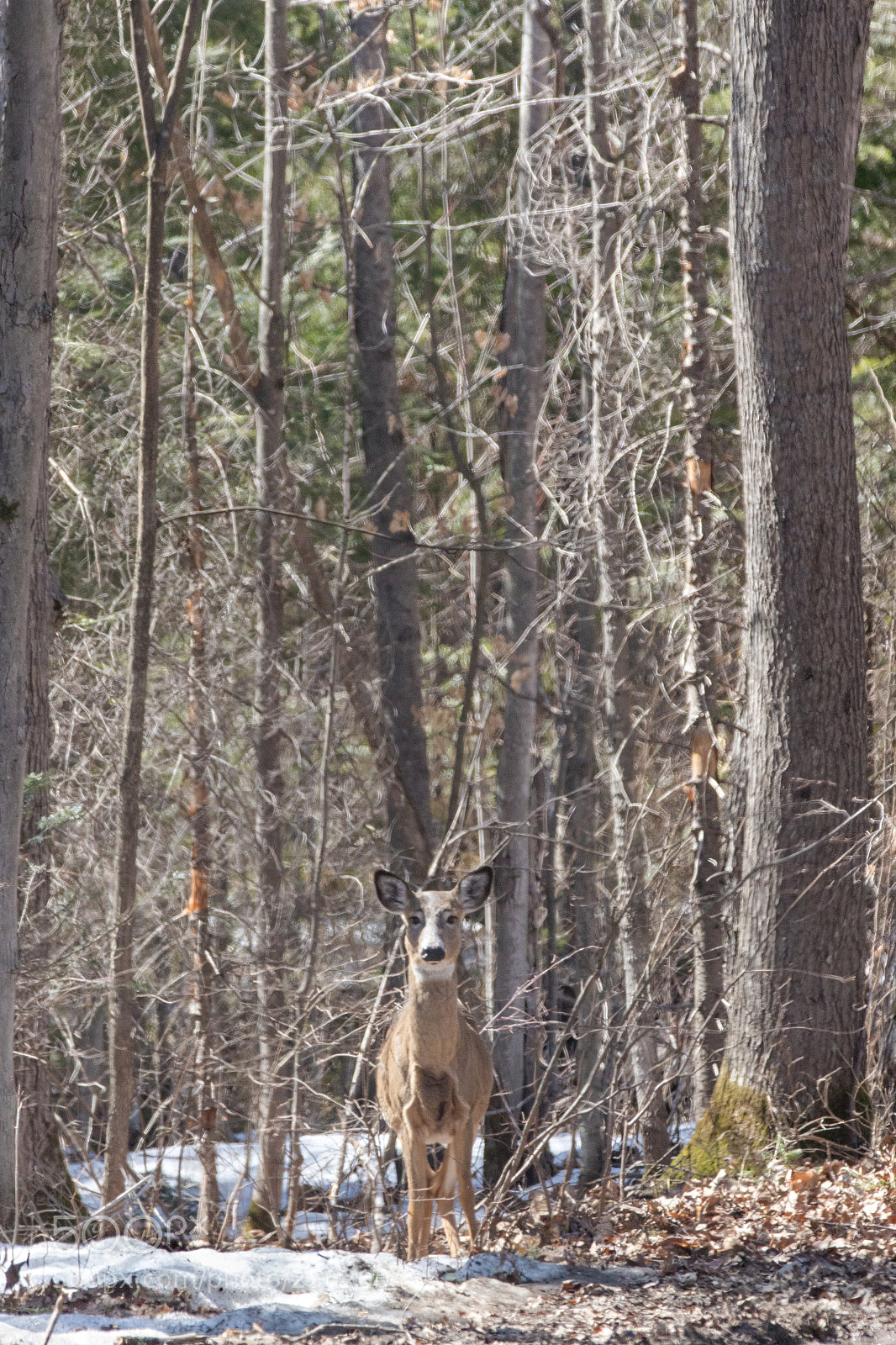 Canon EOS 7D Mark II sample photo. Waawaashkesh frontier photography