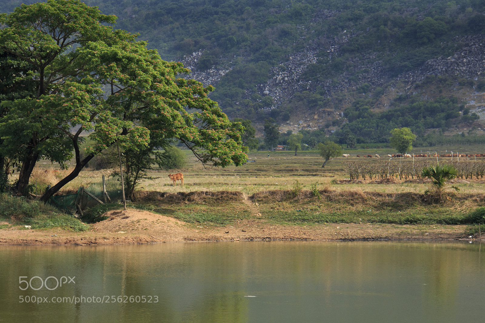 Canon EOS 70D sample photo. A peaceful country side photography