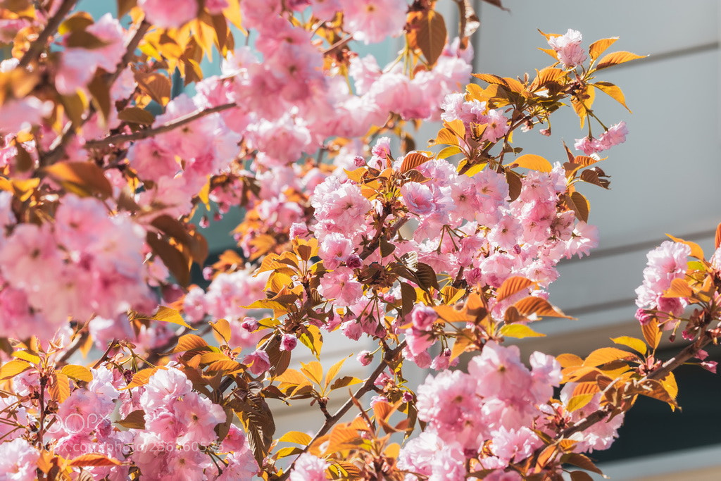 Canon EOS 70D sample photo. Blooming photography