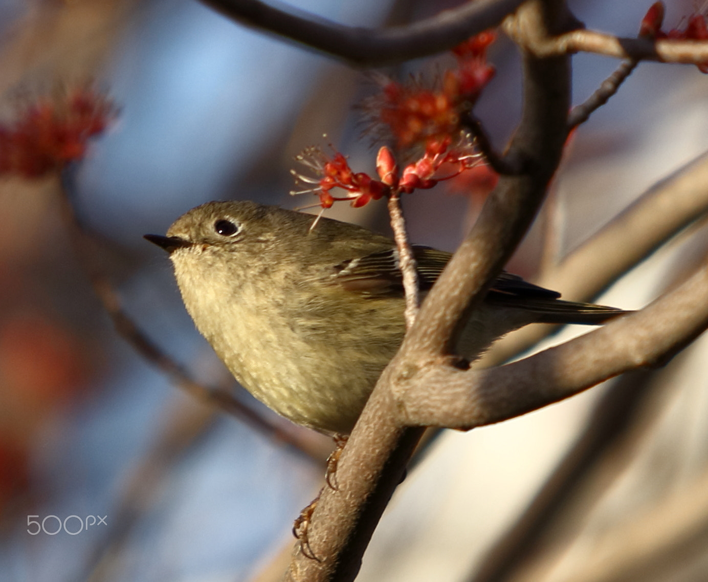 Canon EOS 80D + Canon EF 70-200mm F4L IS USM sample photo. Looking up photography