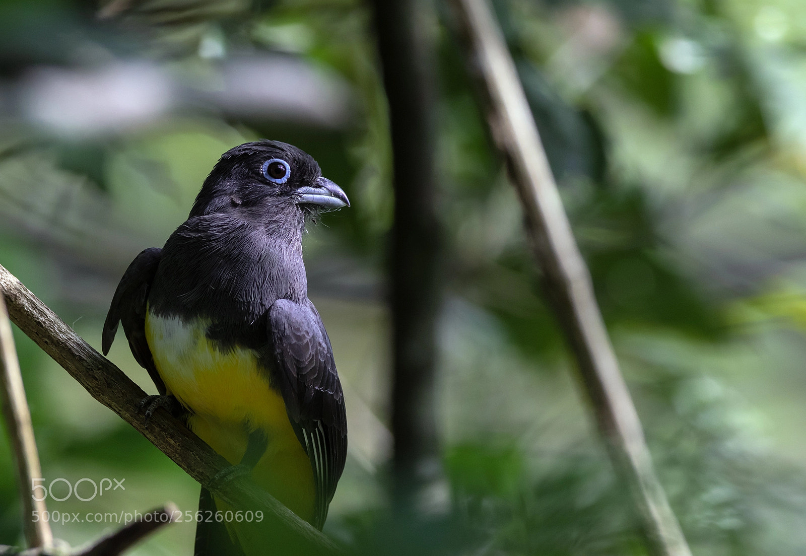 Canon EOS 7D Mark II sample photo. Schwarzkopftrogon photography
