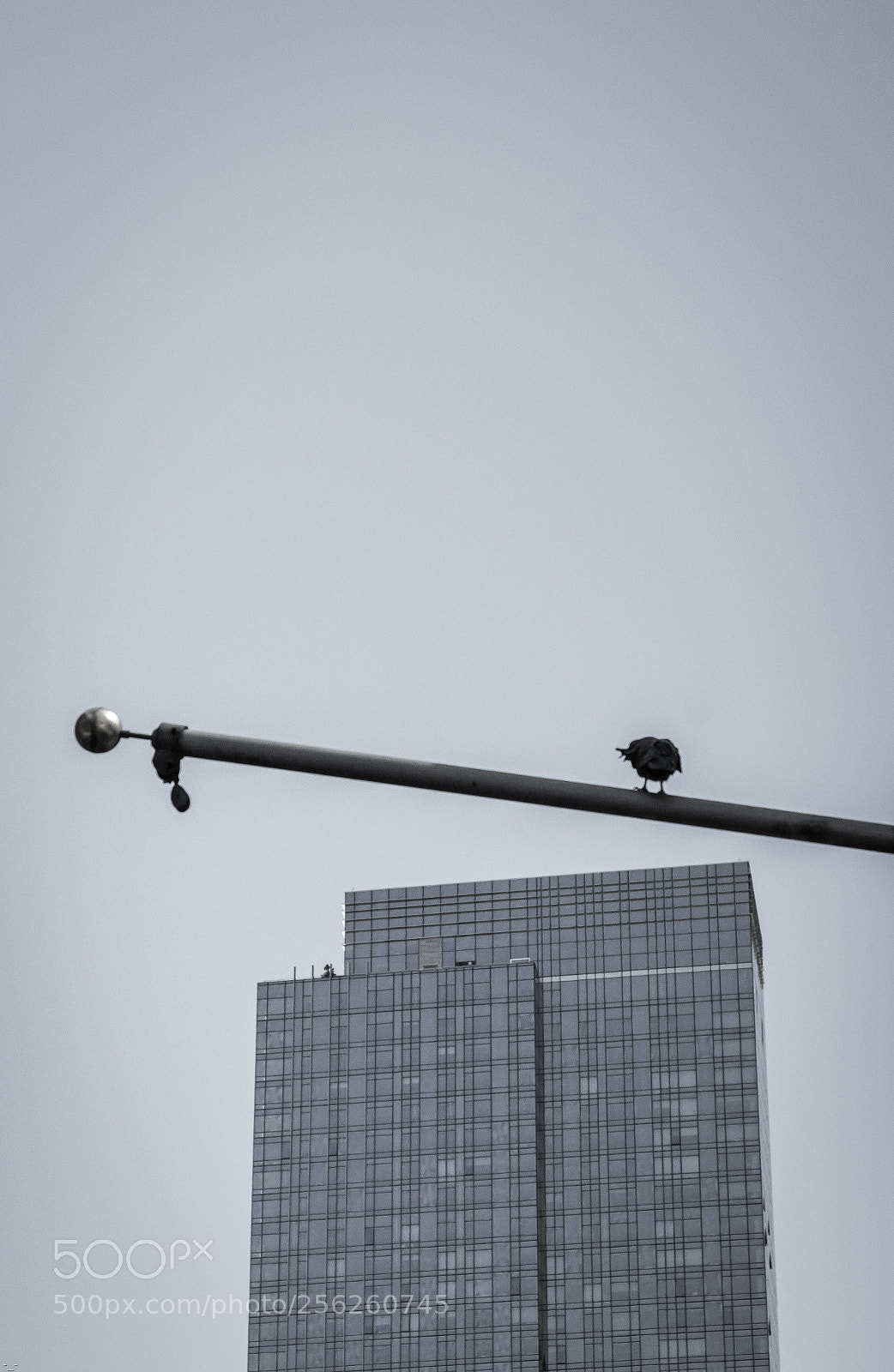 Sony a7R II sample photo. Dd photography