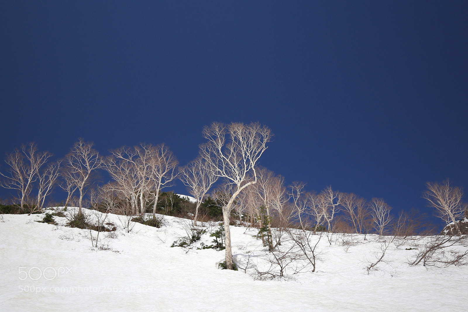 Canon EOS 6D sample photo. White tree photography