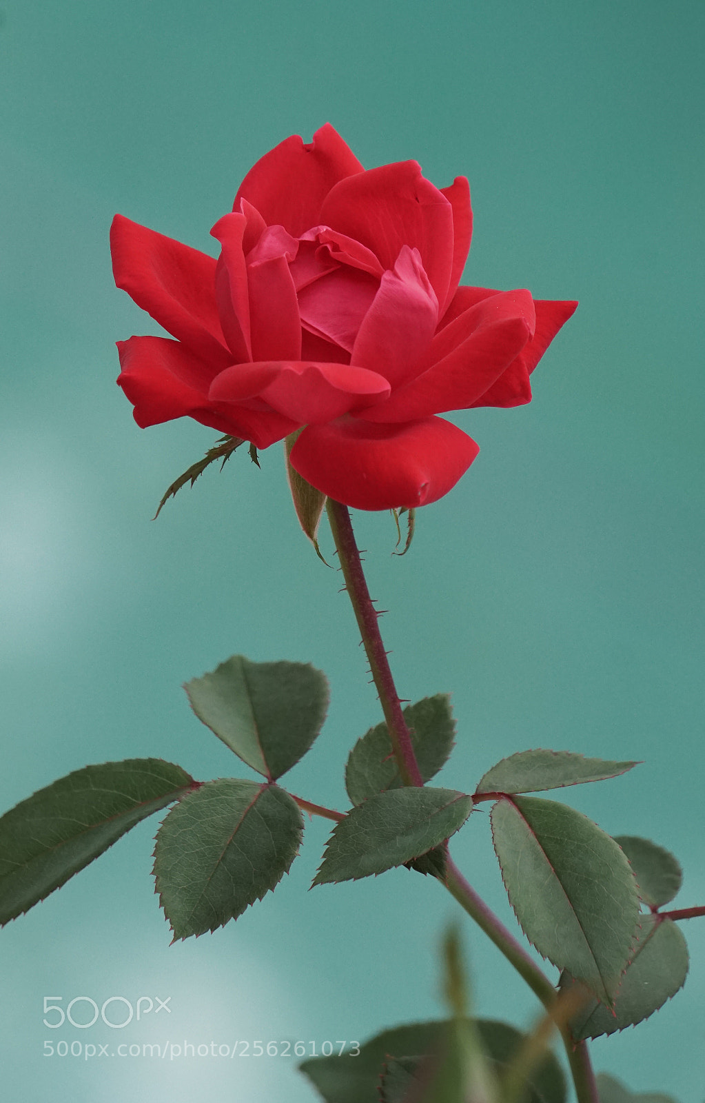Sony a6000 sample photo. Untitled photography