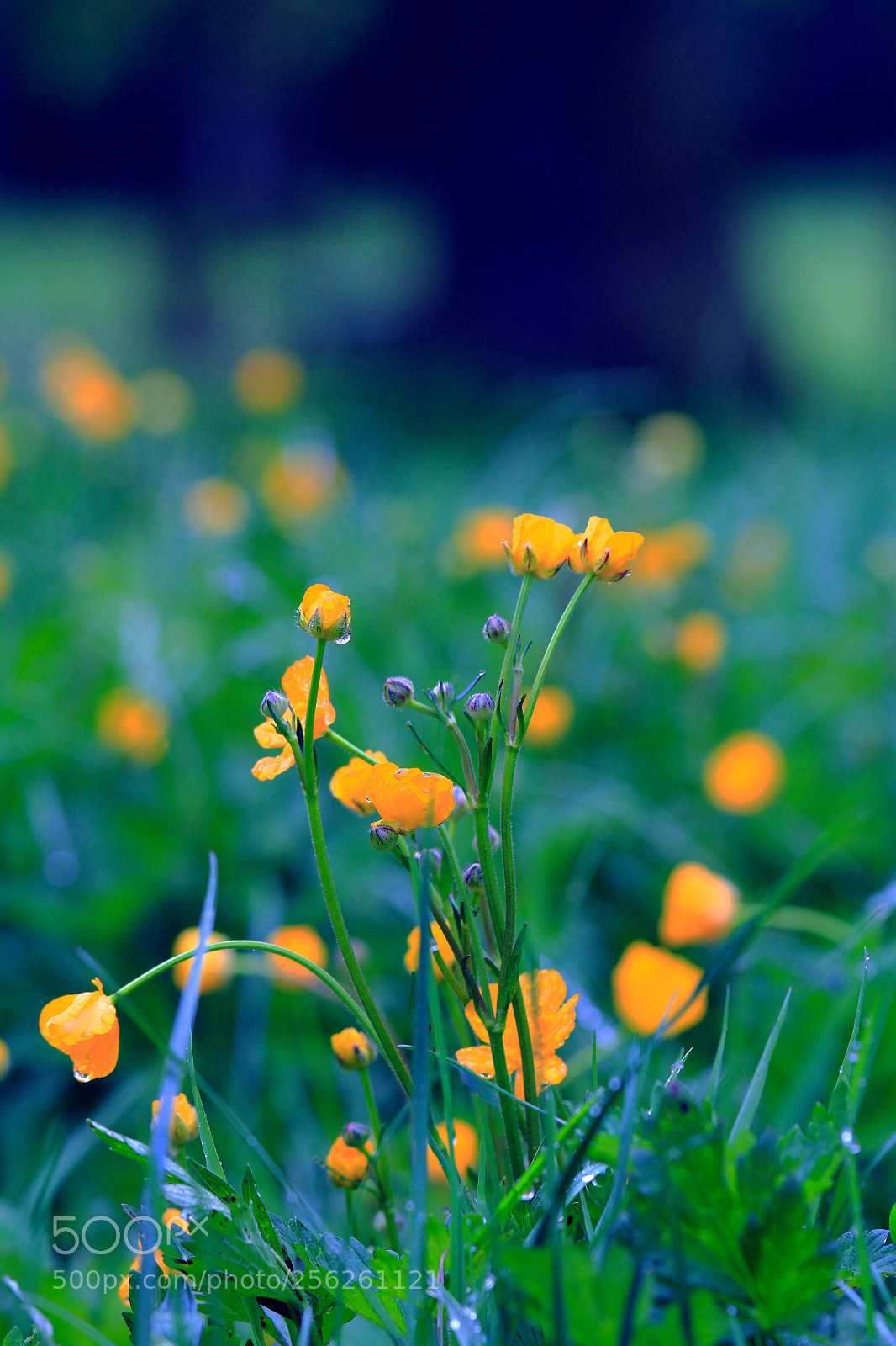 Canon EOS 60D sample photo. Untitled photography