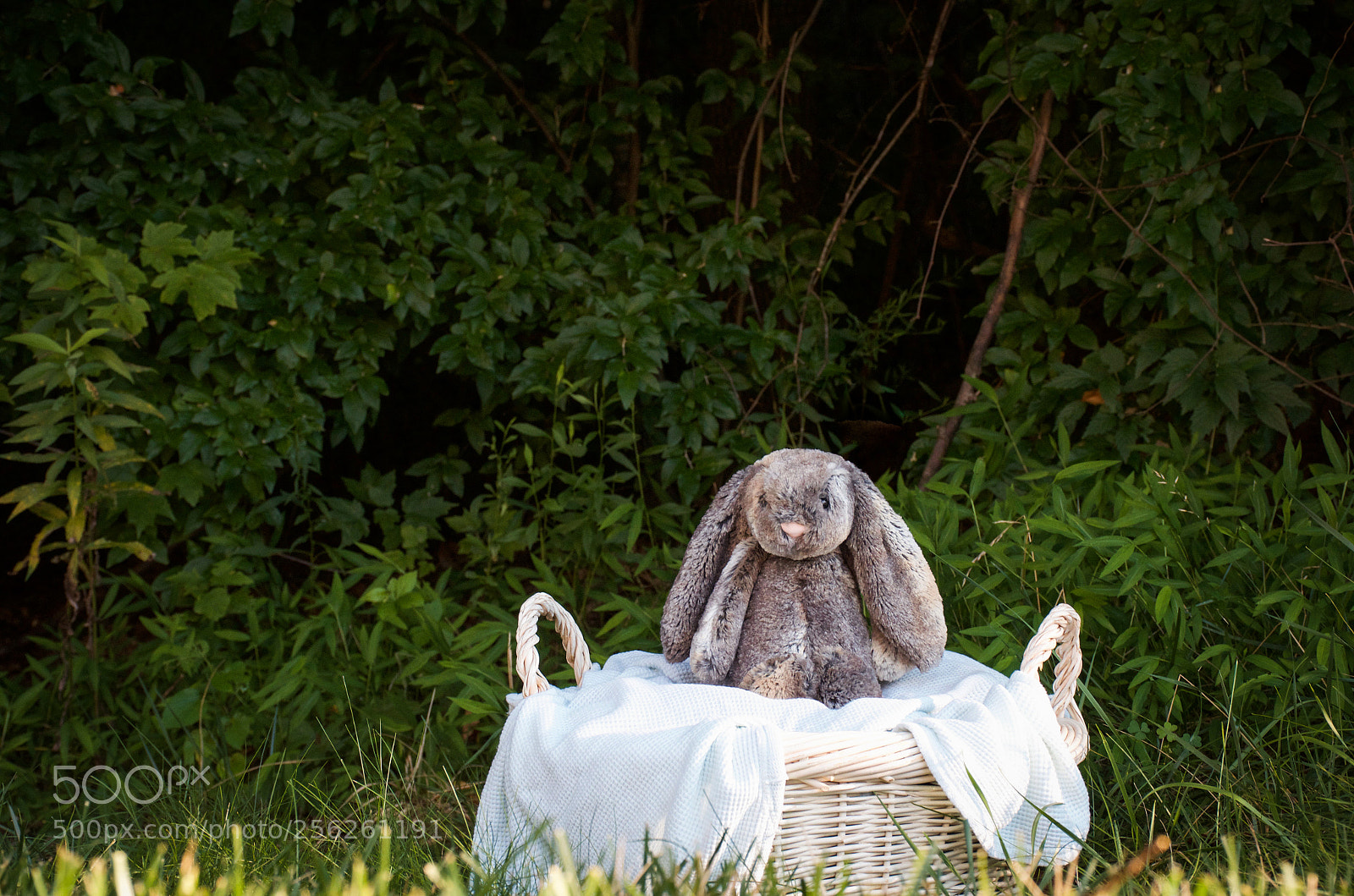 Nikon D7000 sample photo. Bunny in a basket photography