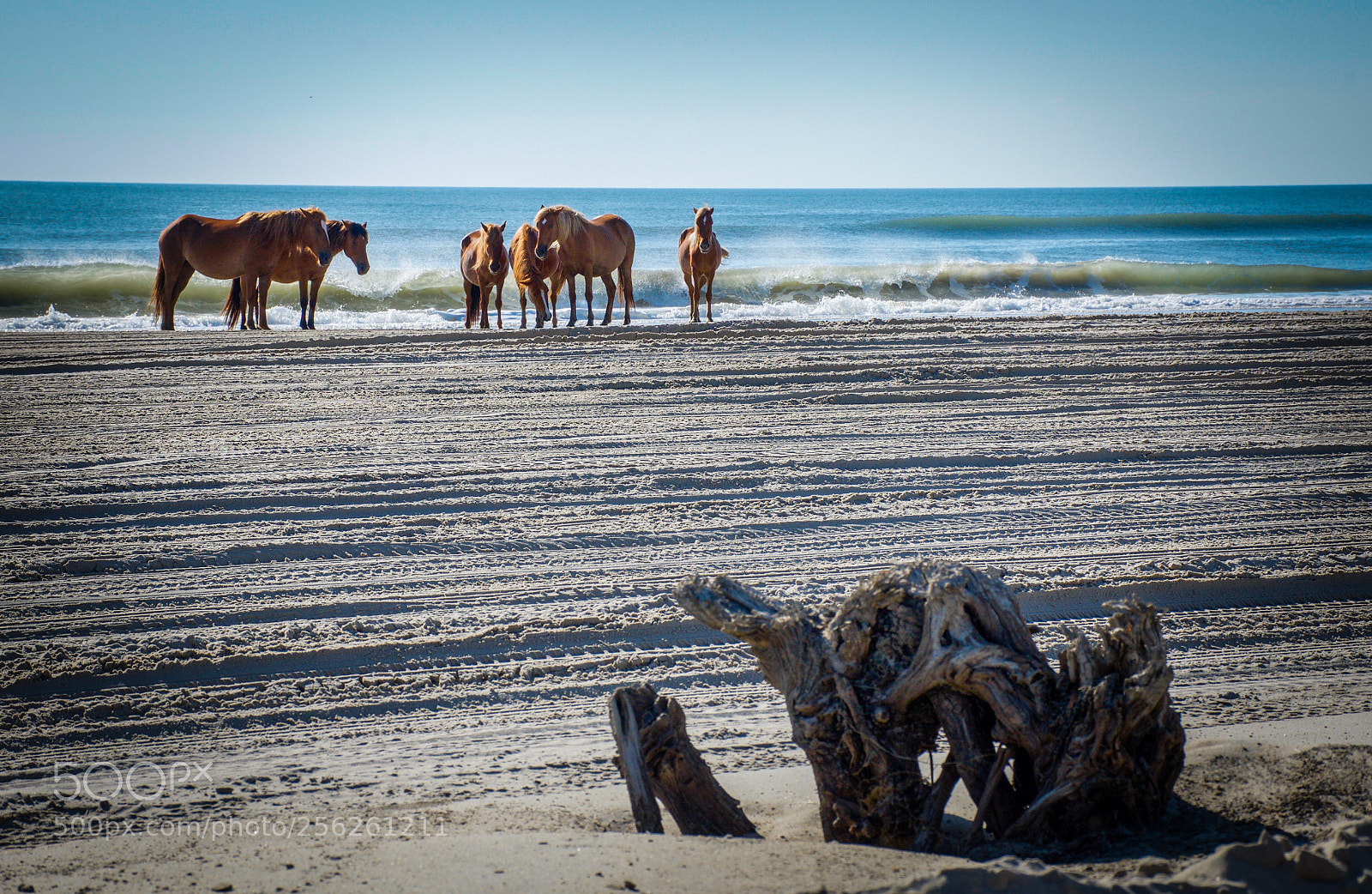 Nikon D7000 sample photo. Drifting ponies photography