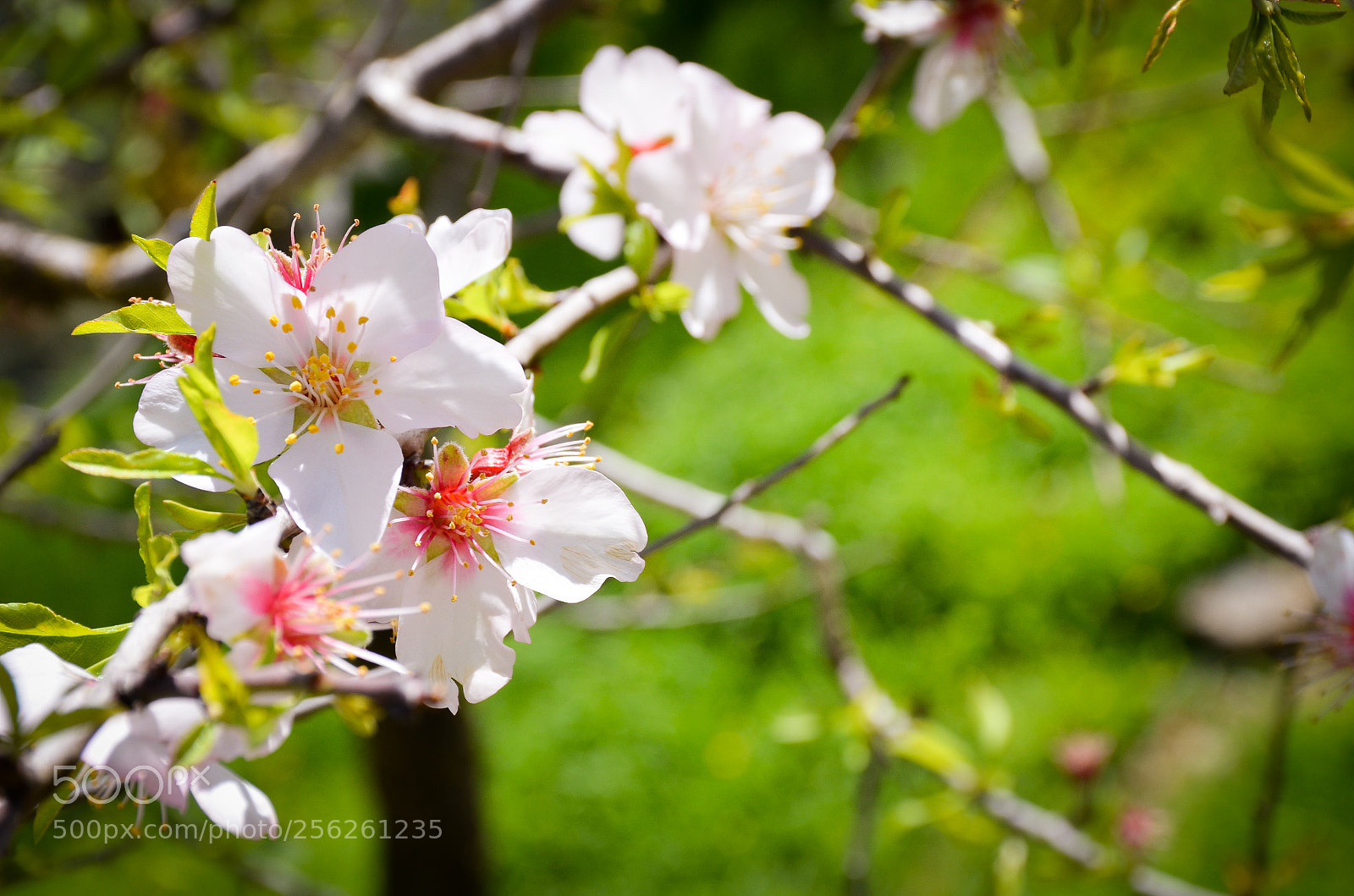 Nikon D7000 sample photo. Almond tree in the photography