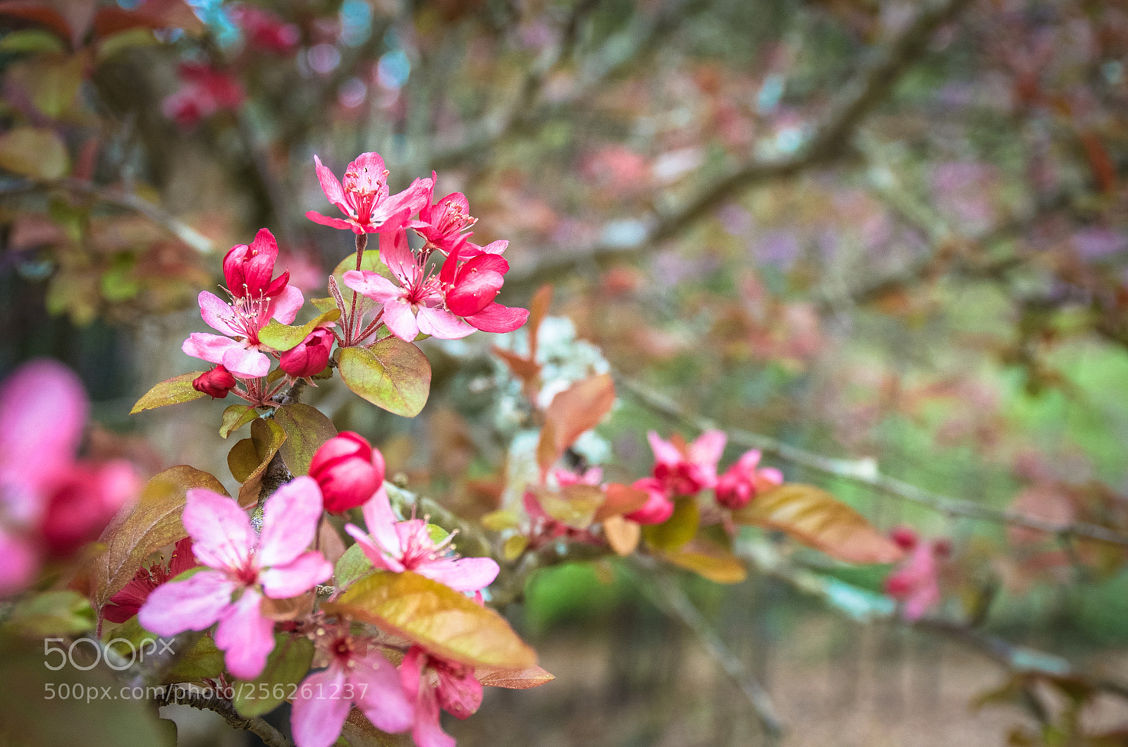 Nikon D7000 sample photo. Springtime blossoms photography