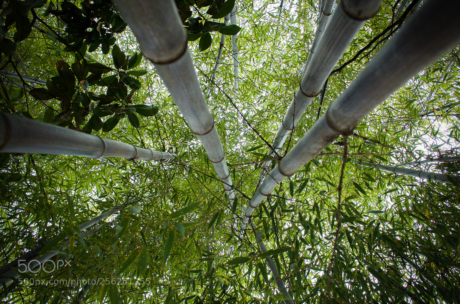 Nikon D7000 sample photo. Bamboo sky photography
