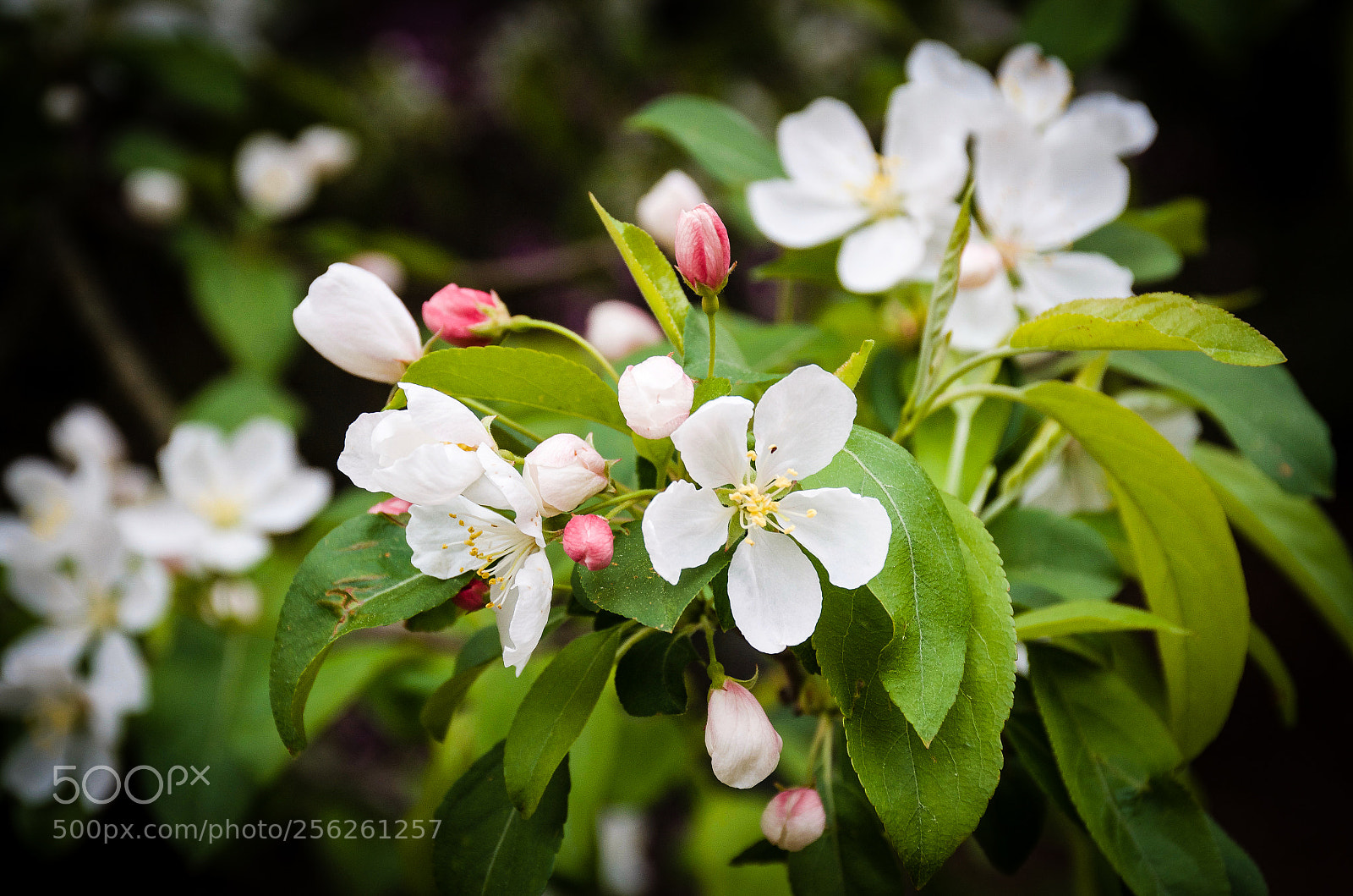 Nikon D7000 sample photo. Pretty petals photography