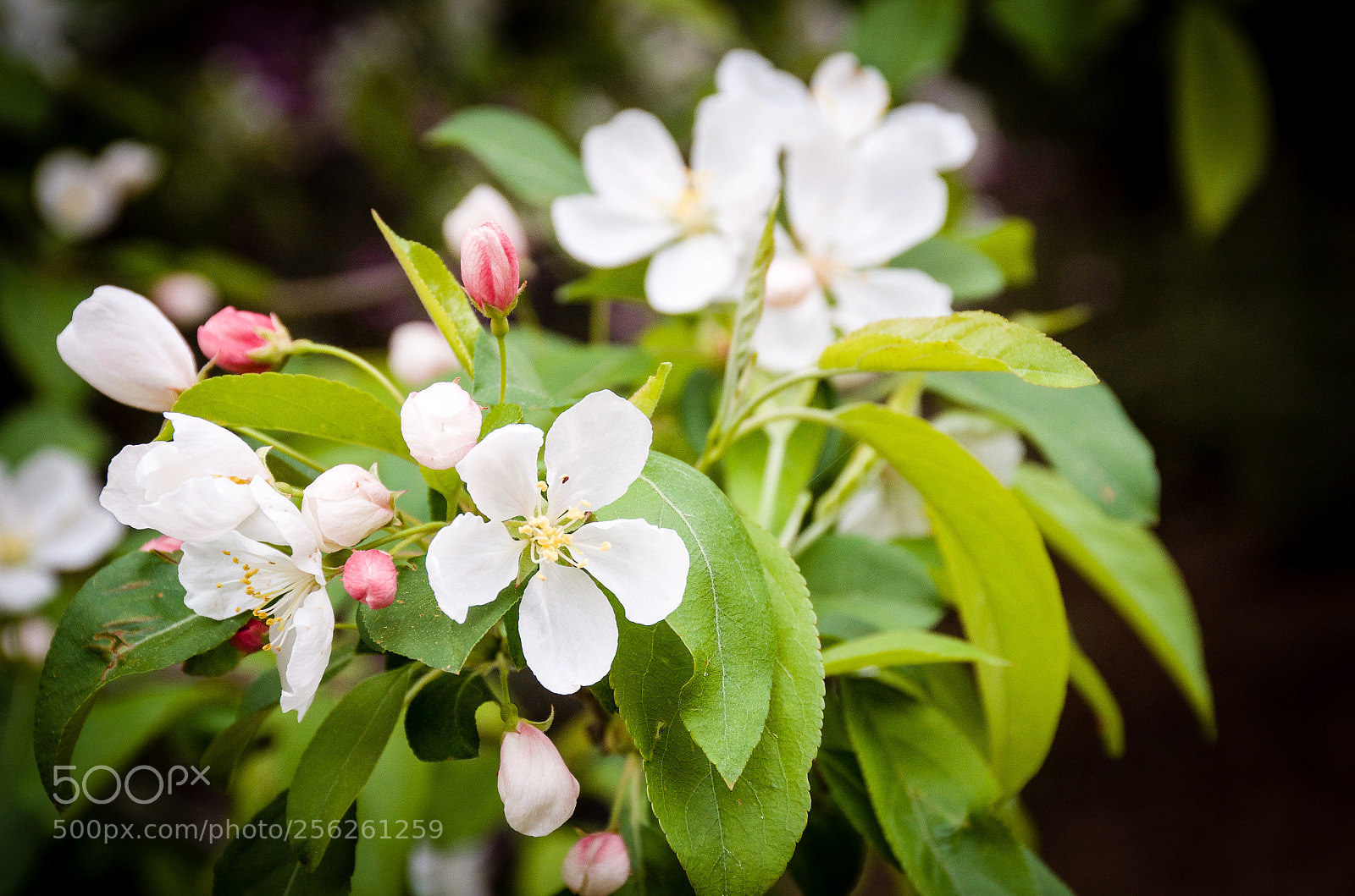 Nikon D7000 sample photo. Blossoms on a tree photography