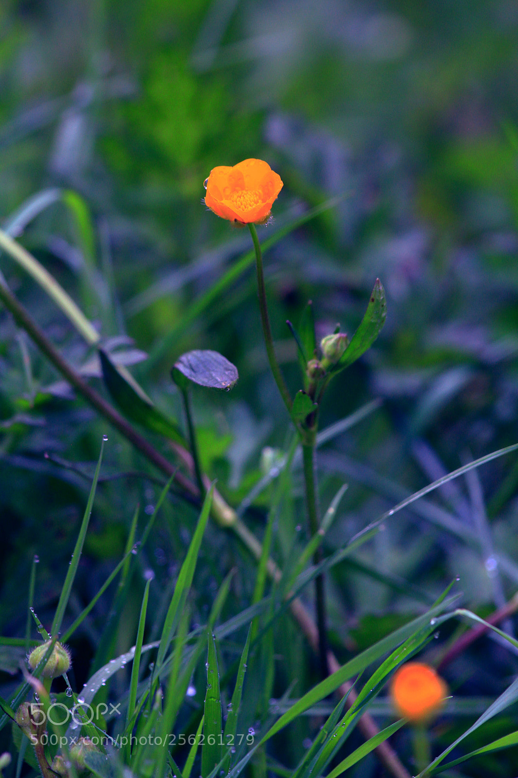 Canon EOS 60D sample photo. Untitled photography