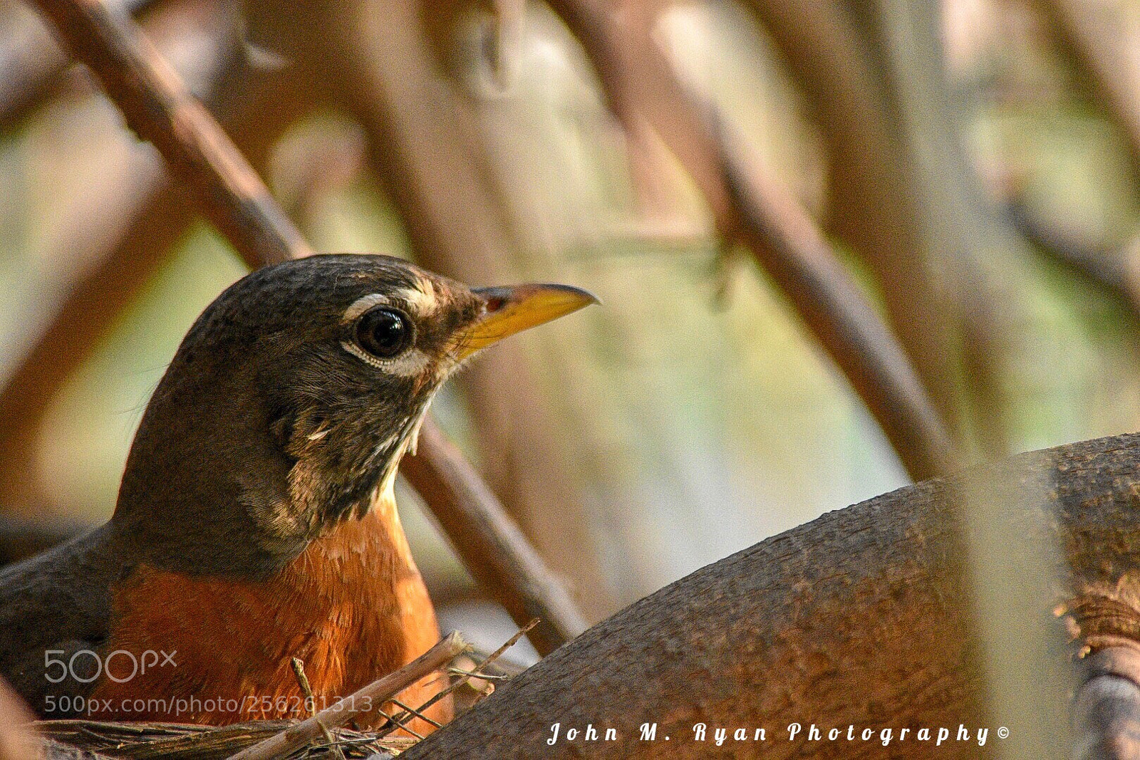 Nikon D3400 sample photo. Nesting robin photography