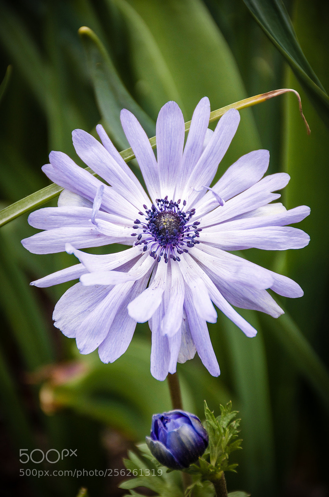 Nikon D7000 sample photo. Pretty and purple photography