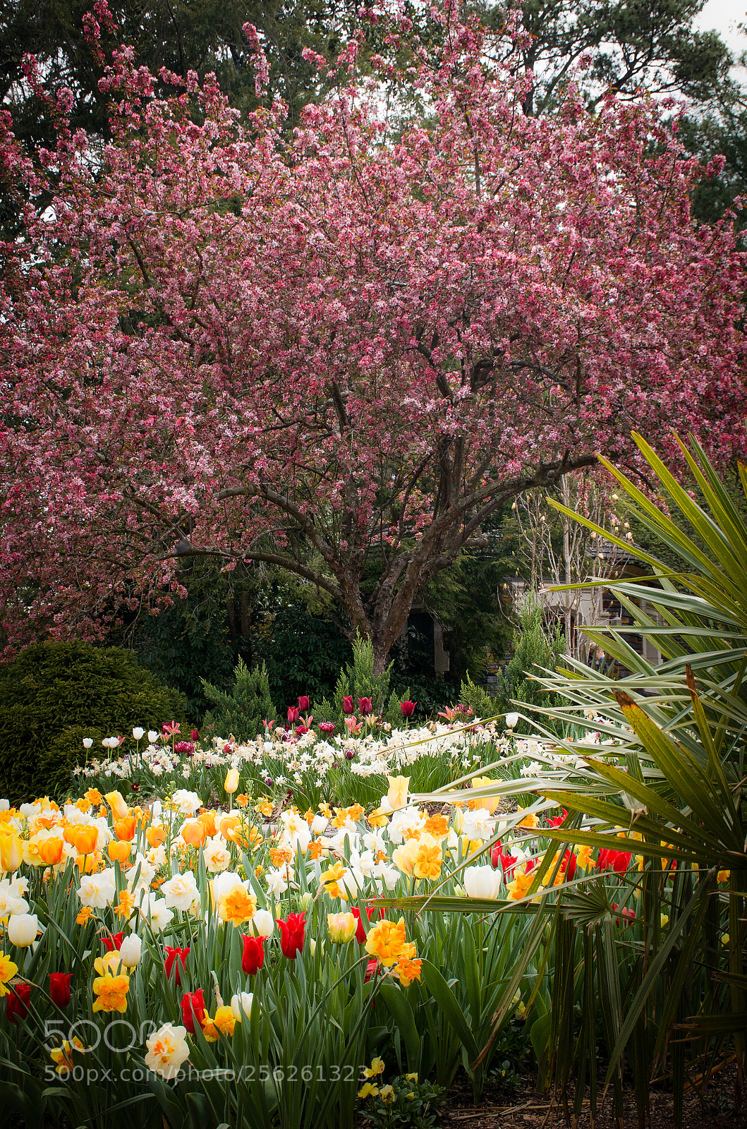 Nikon D7000 sample photo. Tulips and trees photography