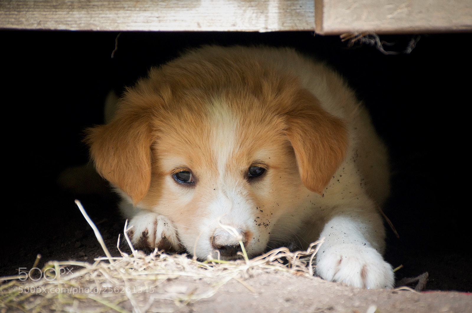 Nikon D7000 sample photo. Sleepy puppy photography