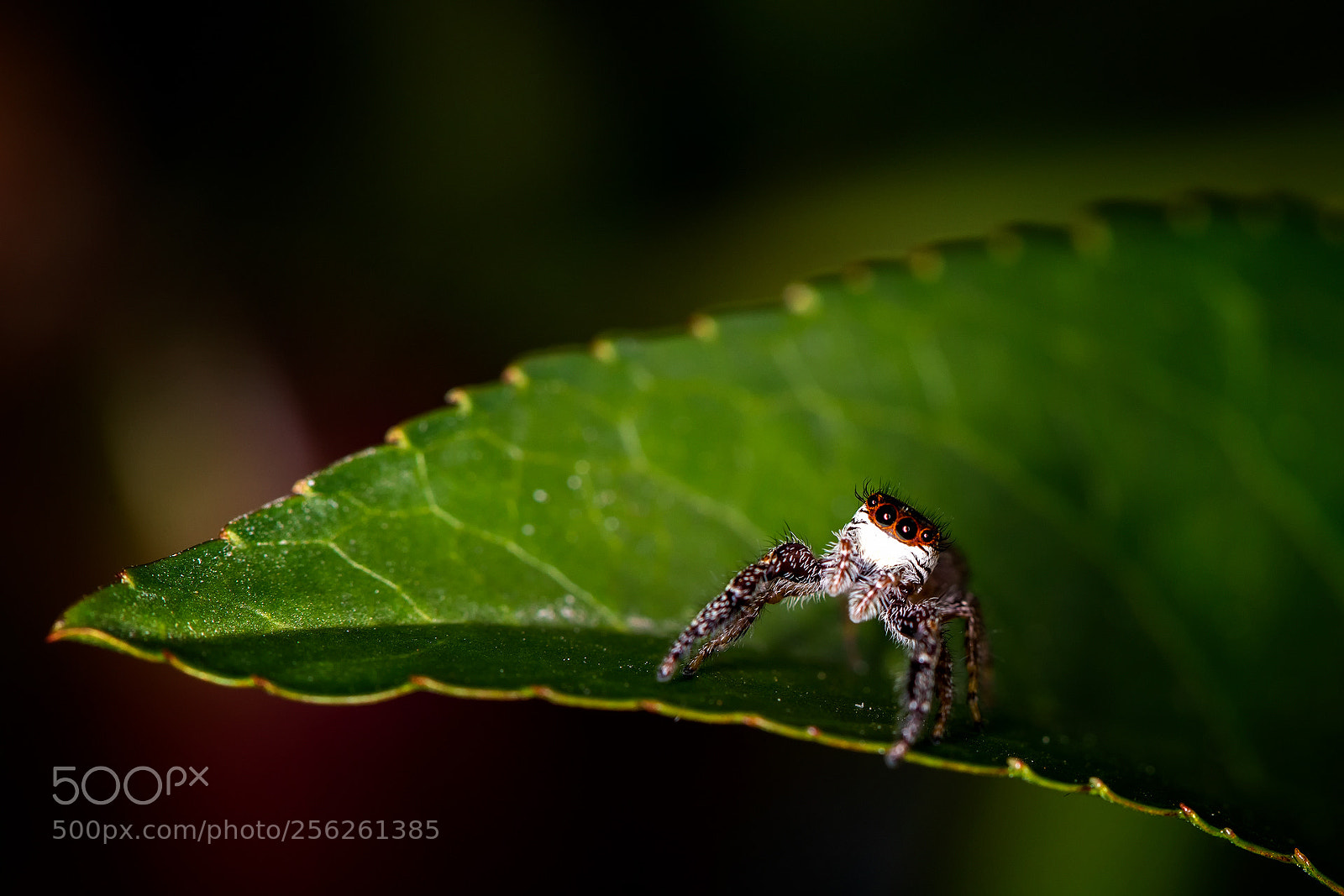 Canon EOS 5D Mark IV sample photo. Bug season photography