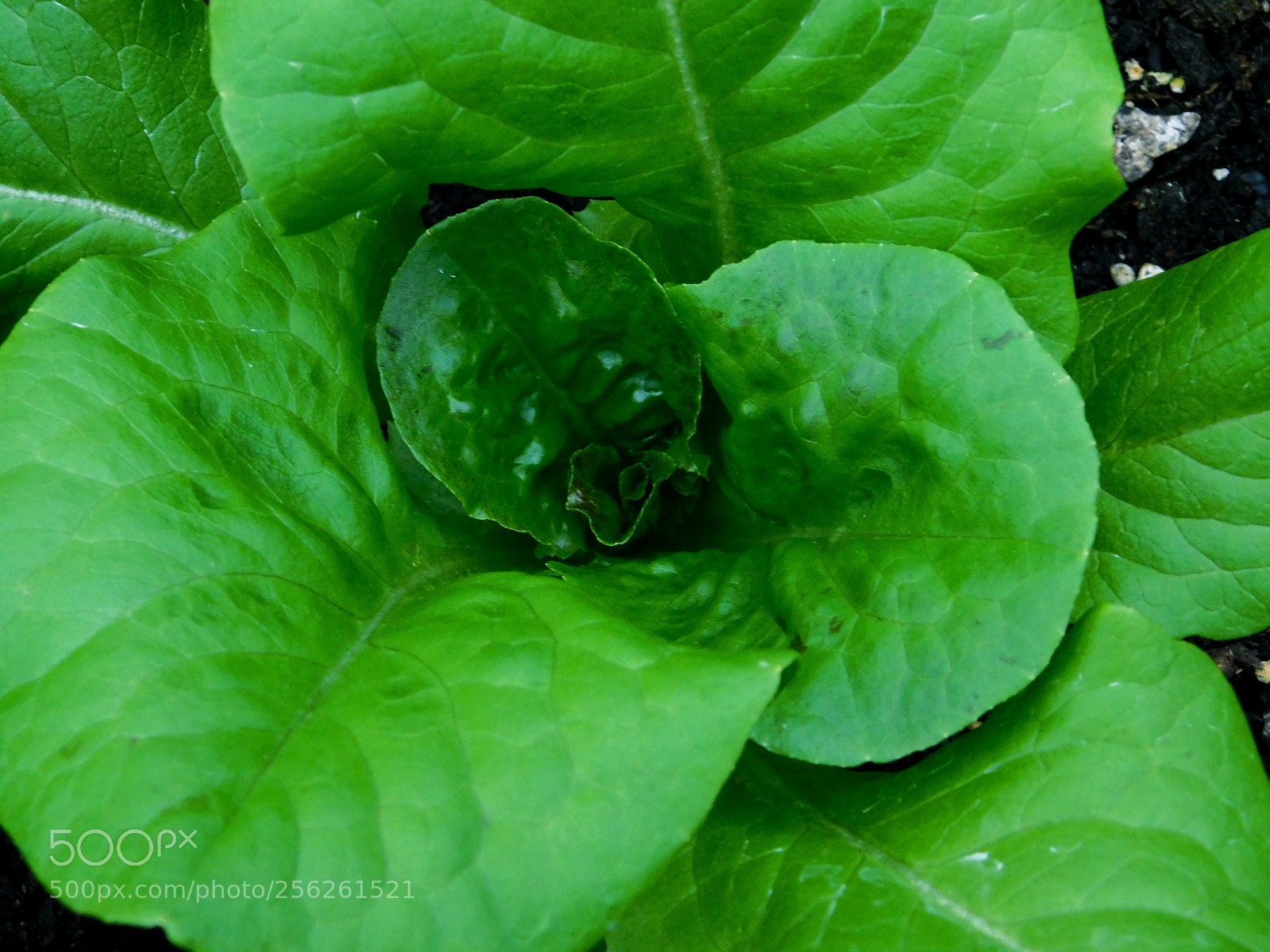 Nikon Coolpix B500 sample photo. Neon green bibb lettuce photography