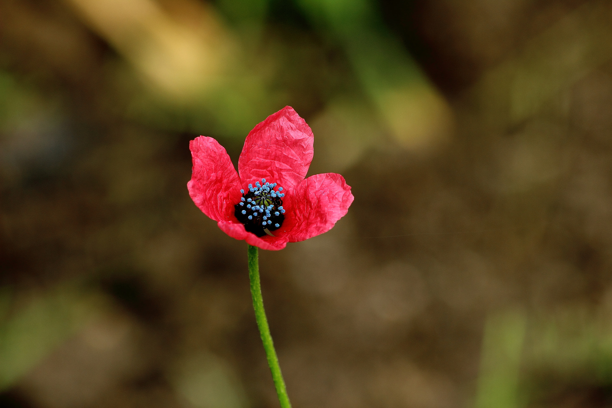 Canon EF 70-300mm F4-5.6 IS USM sample photo. Amapola photography