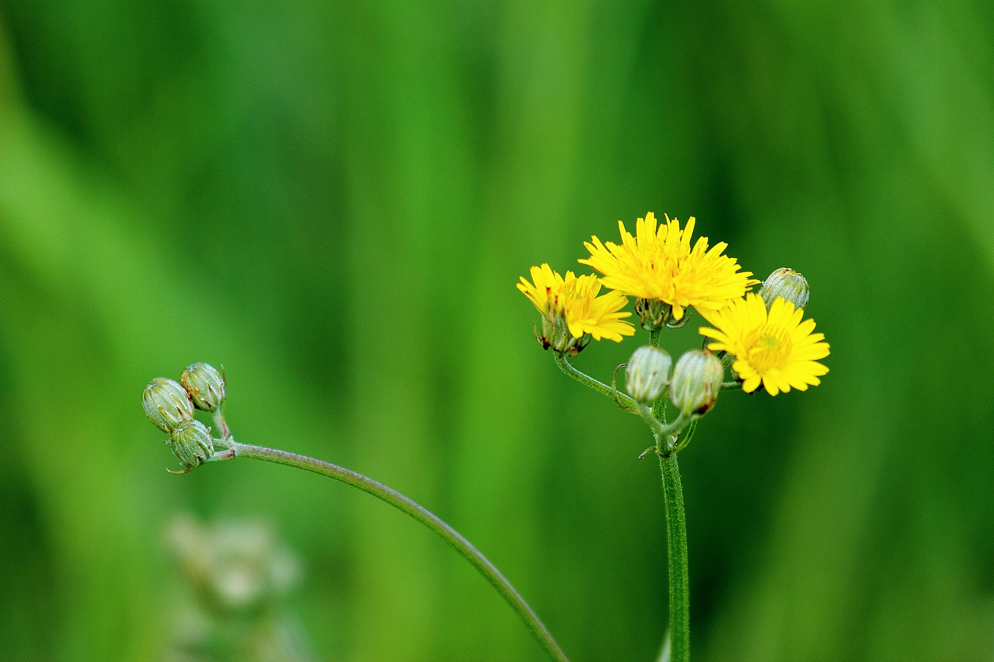 Canon EF 70-300mm F4-5.6 IS USM sample photo. Flor amarilla photography