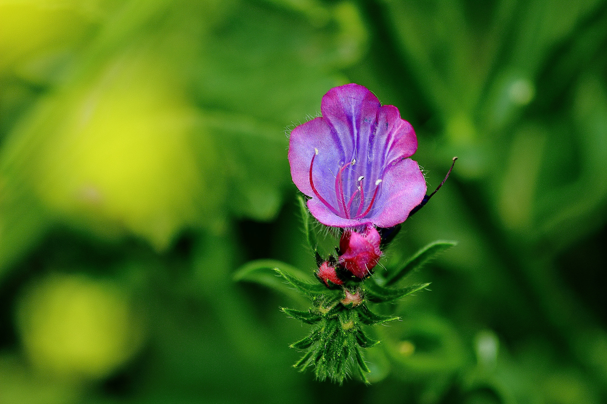 Canon EF 70-300mm F4-5.6 IS USM sample photo. Flor morada photography