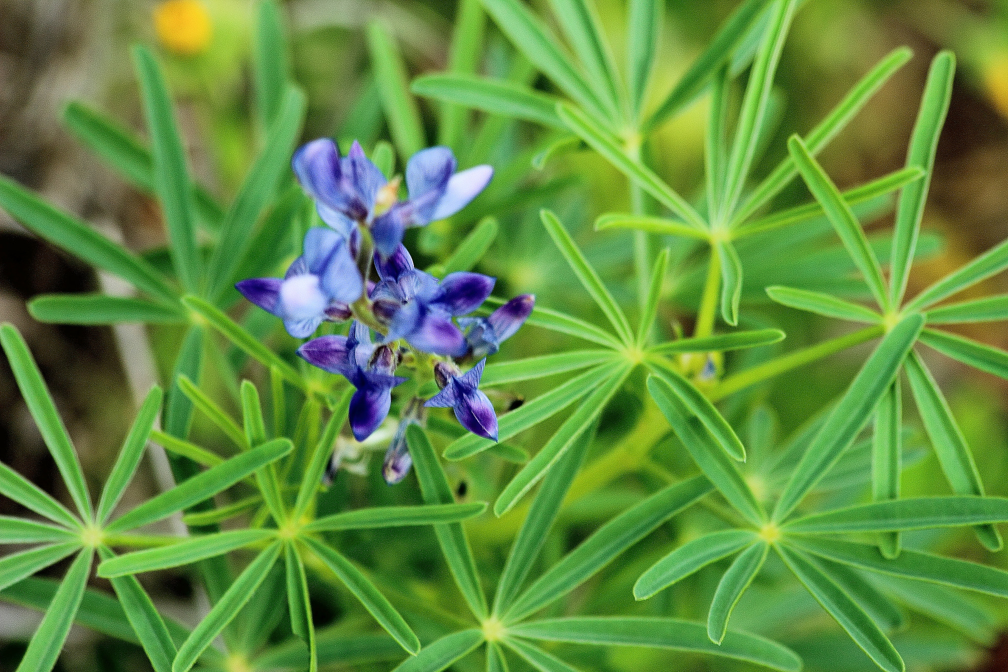 Canon EF 70-300mm F4-5.6 IS USM sample photo. Flores moradas photography