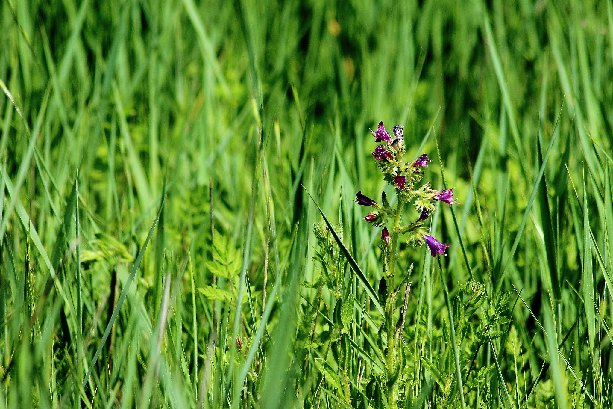 Canon EF 70-300mm F4-5.6 IS USM sample photo. Flores moradas photography