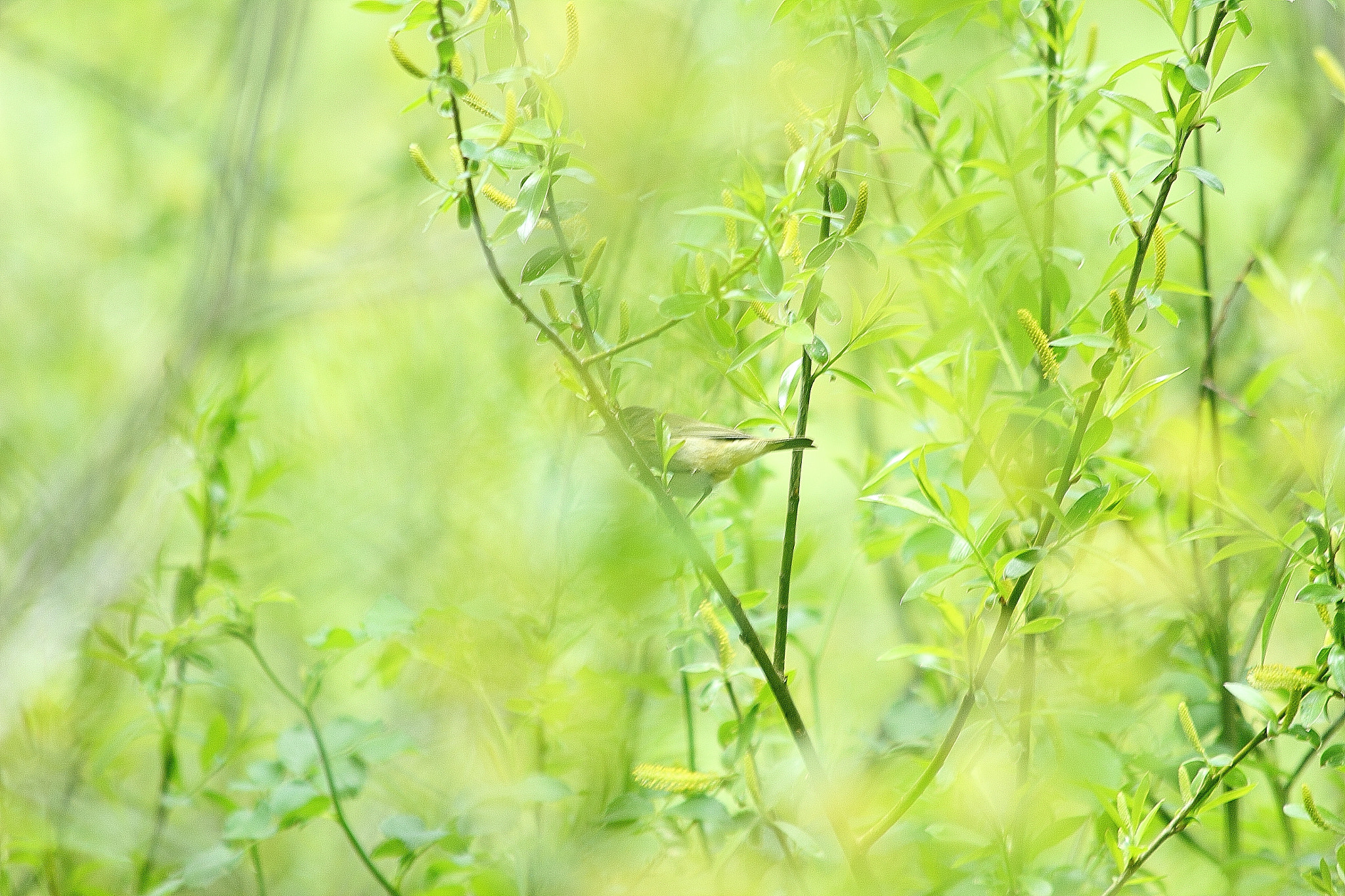Canon EF 70-300mm F4-5.6 IS USM sample photo. Pajaro photography
