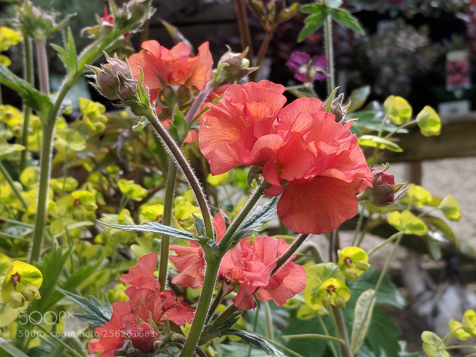 Google Pixel sample photo. Hidcote bloom photography