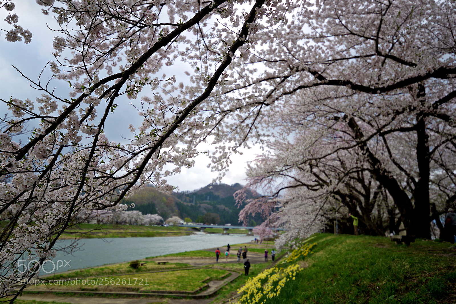 Pentax K-1 sample photo. River side and cherry photography