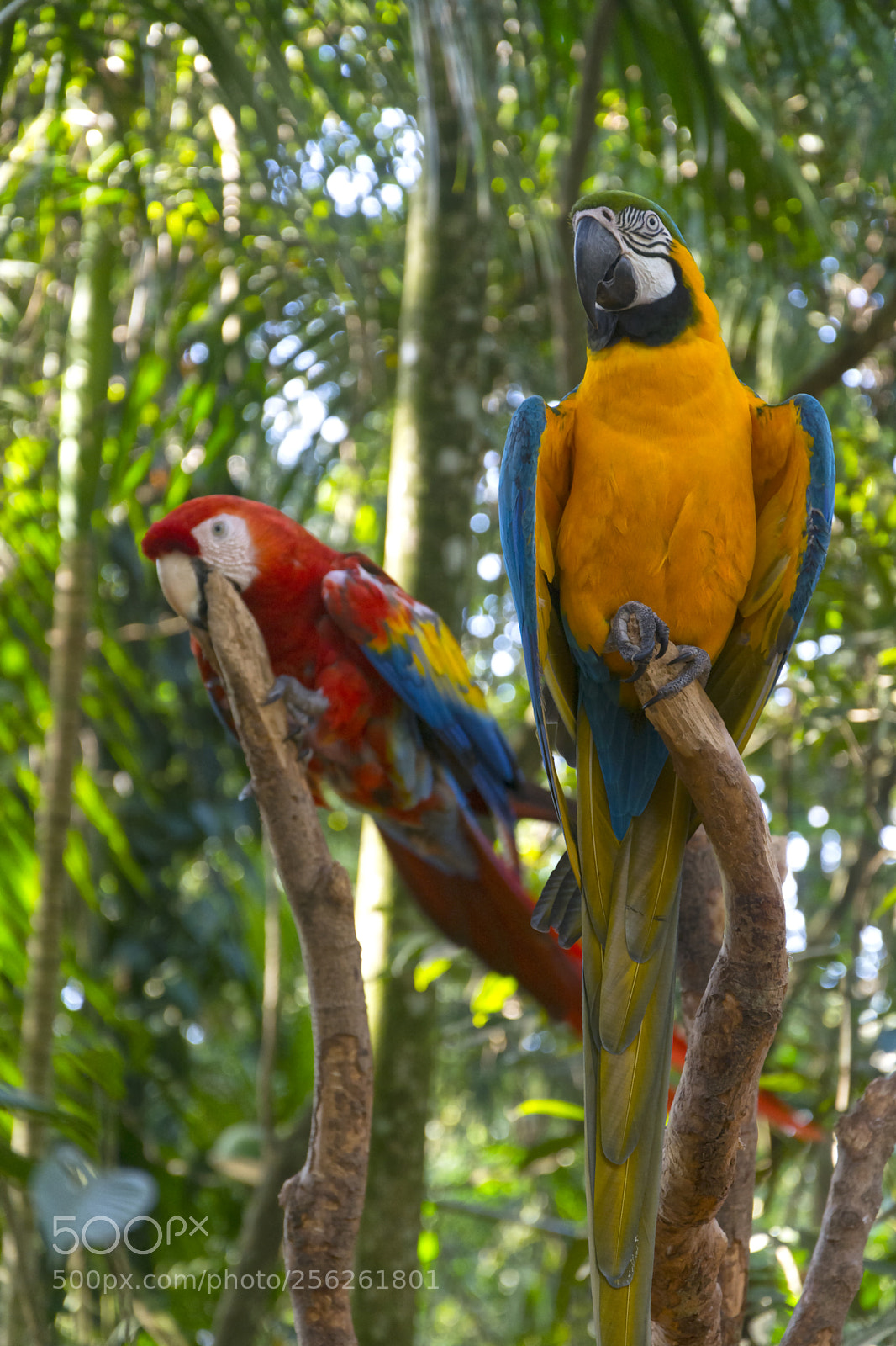 Nikon D7100 sample photo. Casal de araras photography