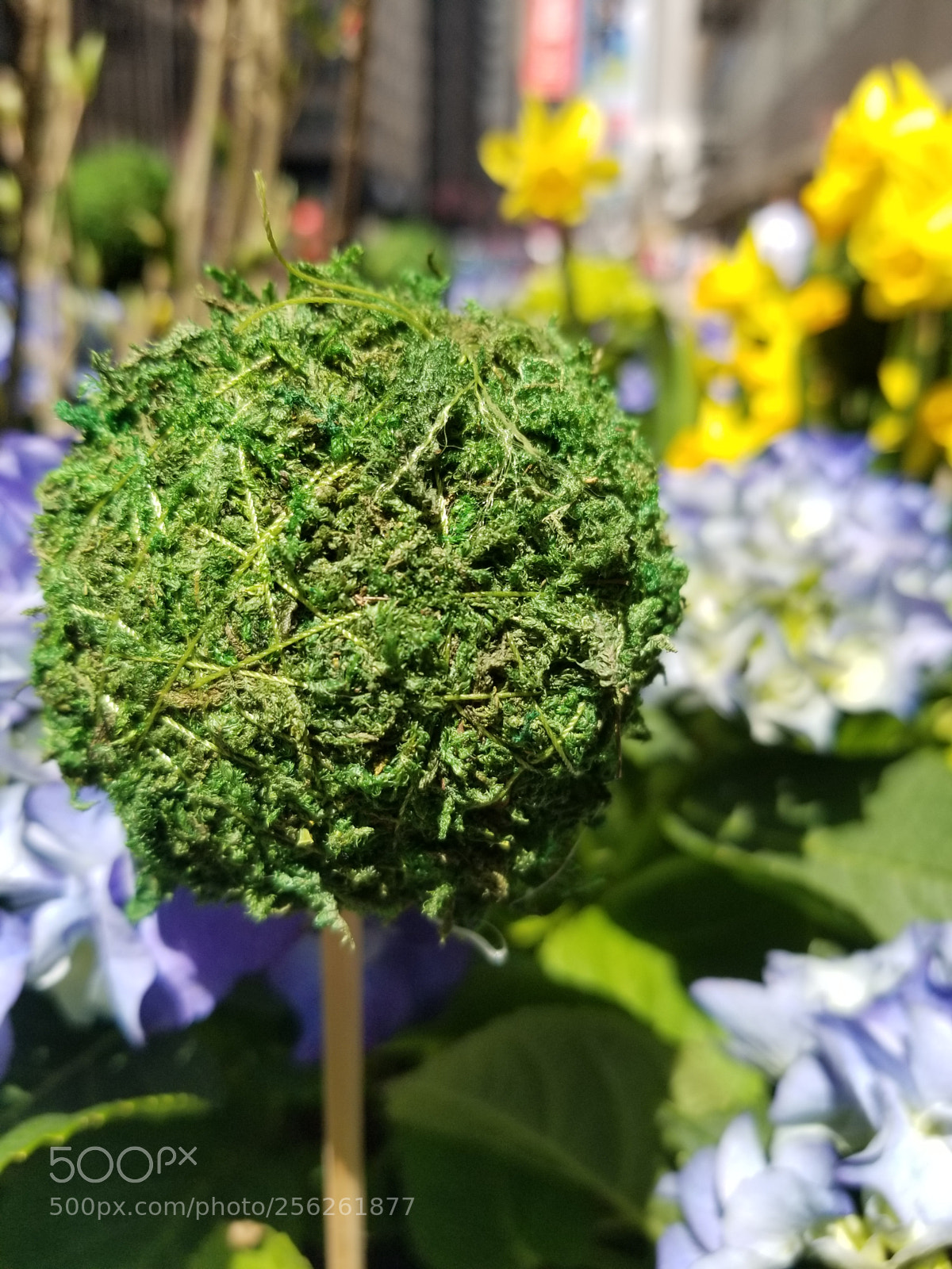 Samsung Galaxy S8 sample photo. Untitled photography